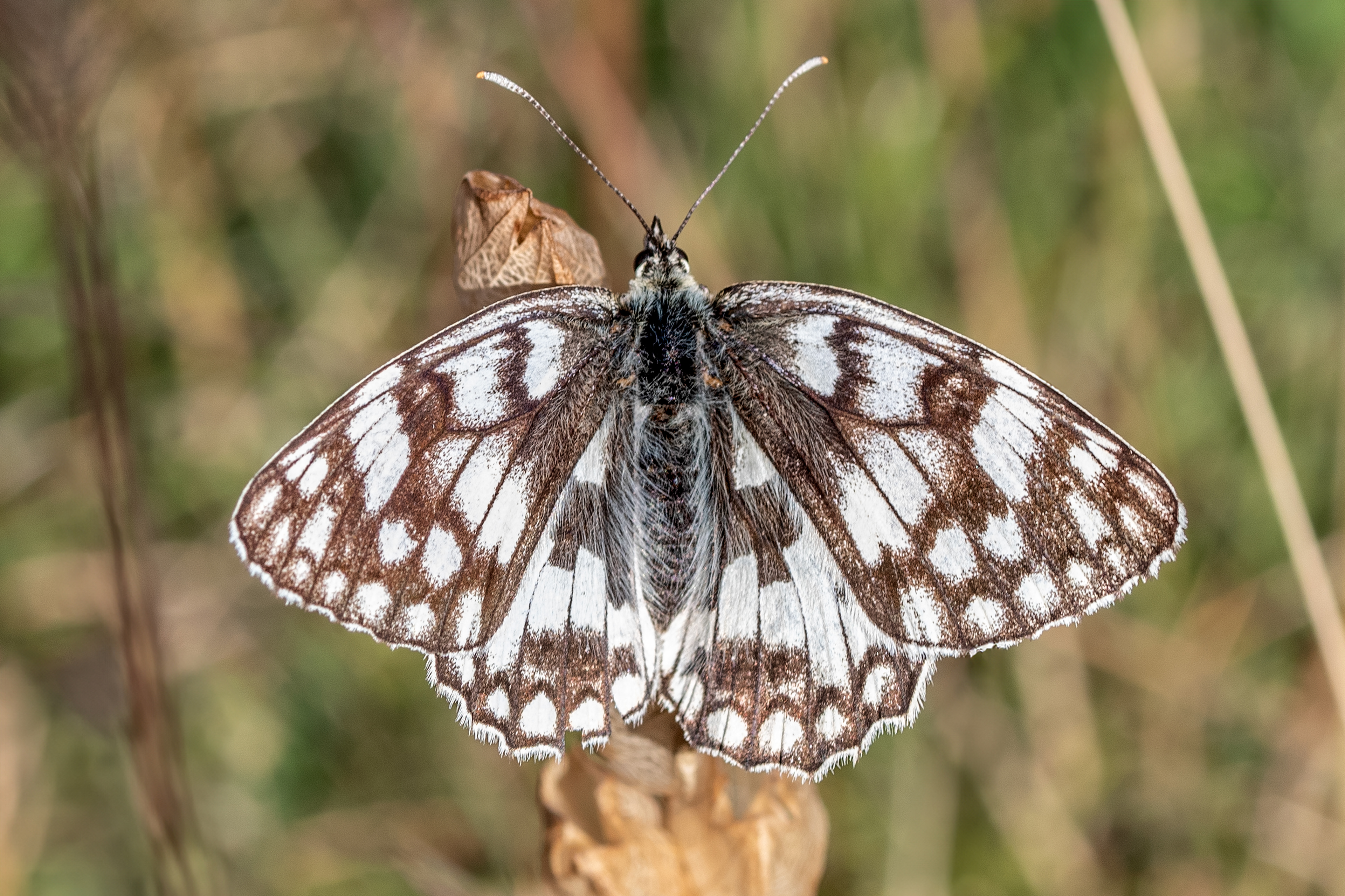 Luglio 2025 - Umbria