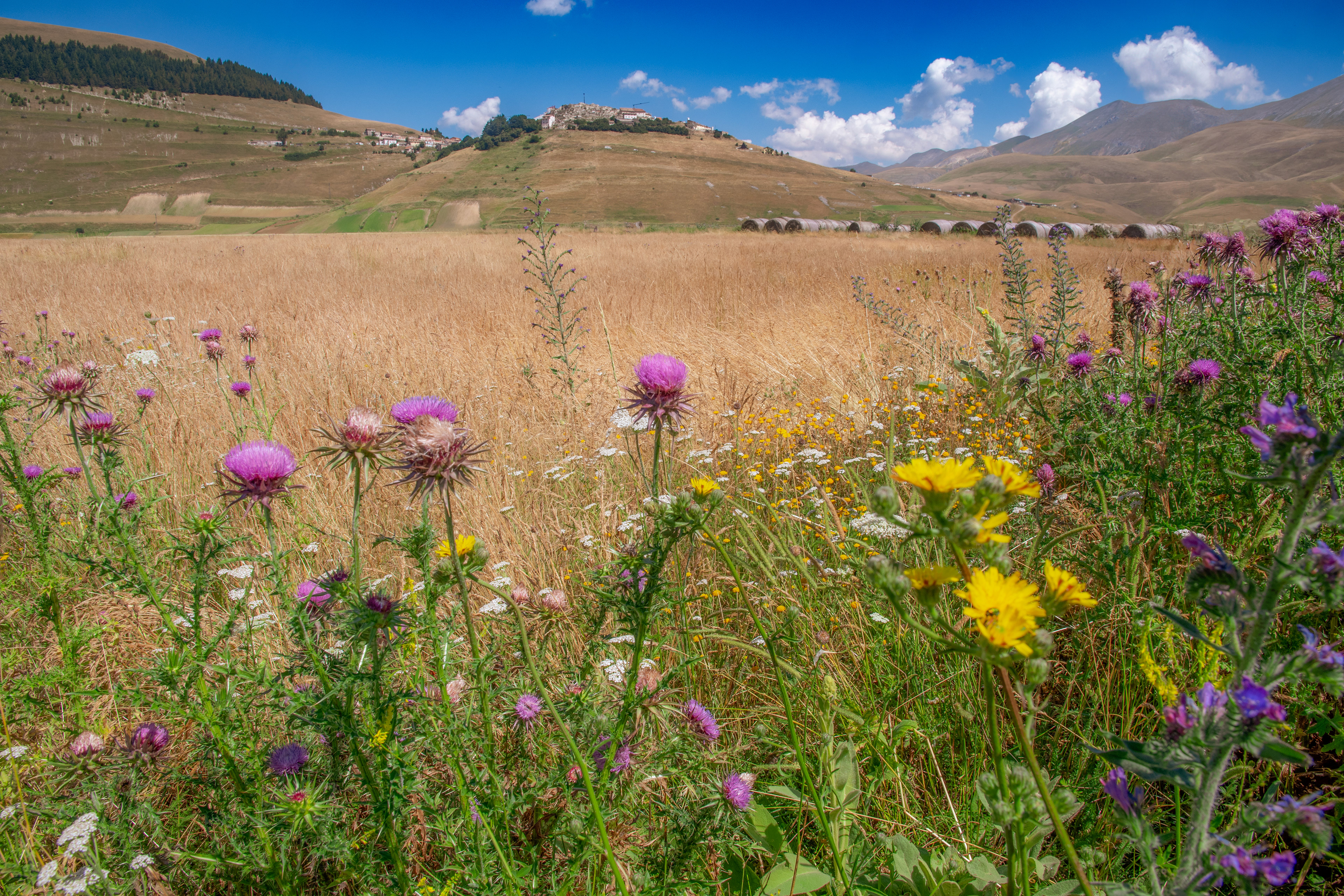 Castelluccio di Norcia, Lug 2025