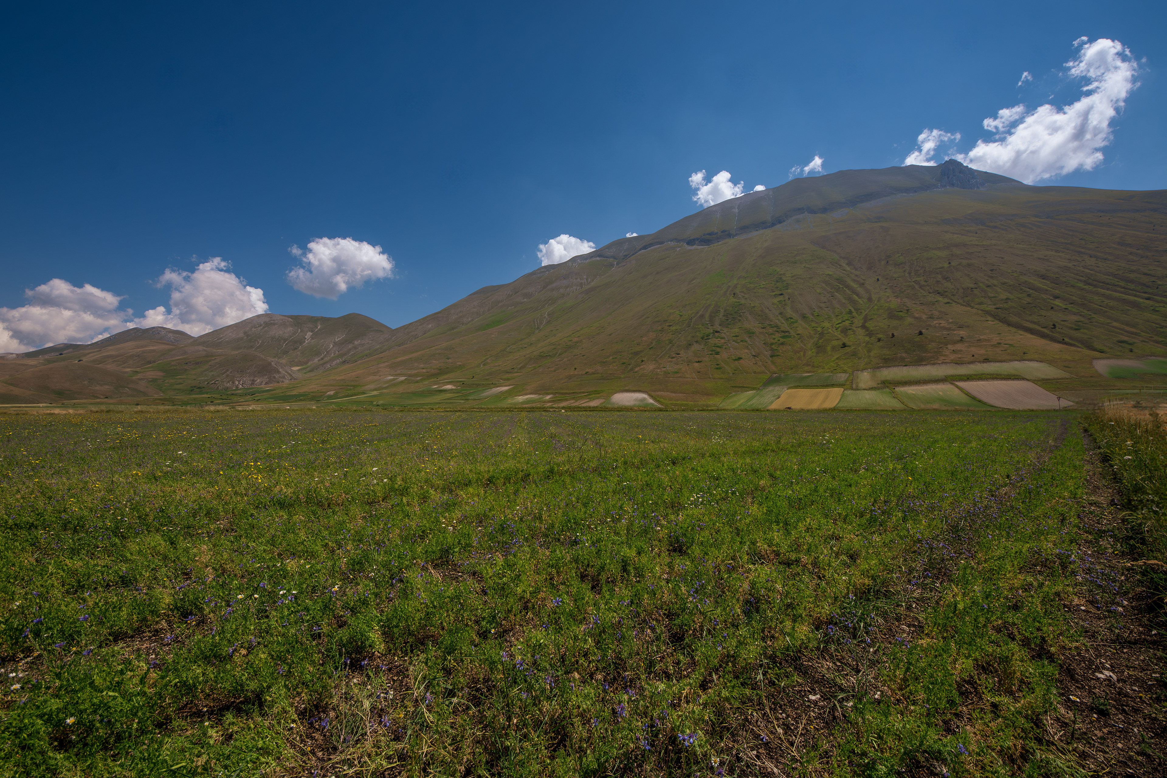 Castelluccio di Norcia, Lug 2025