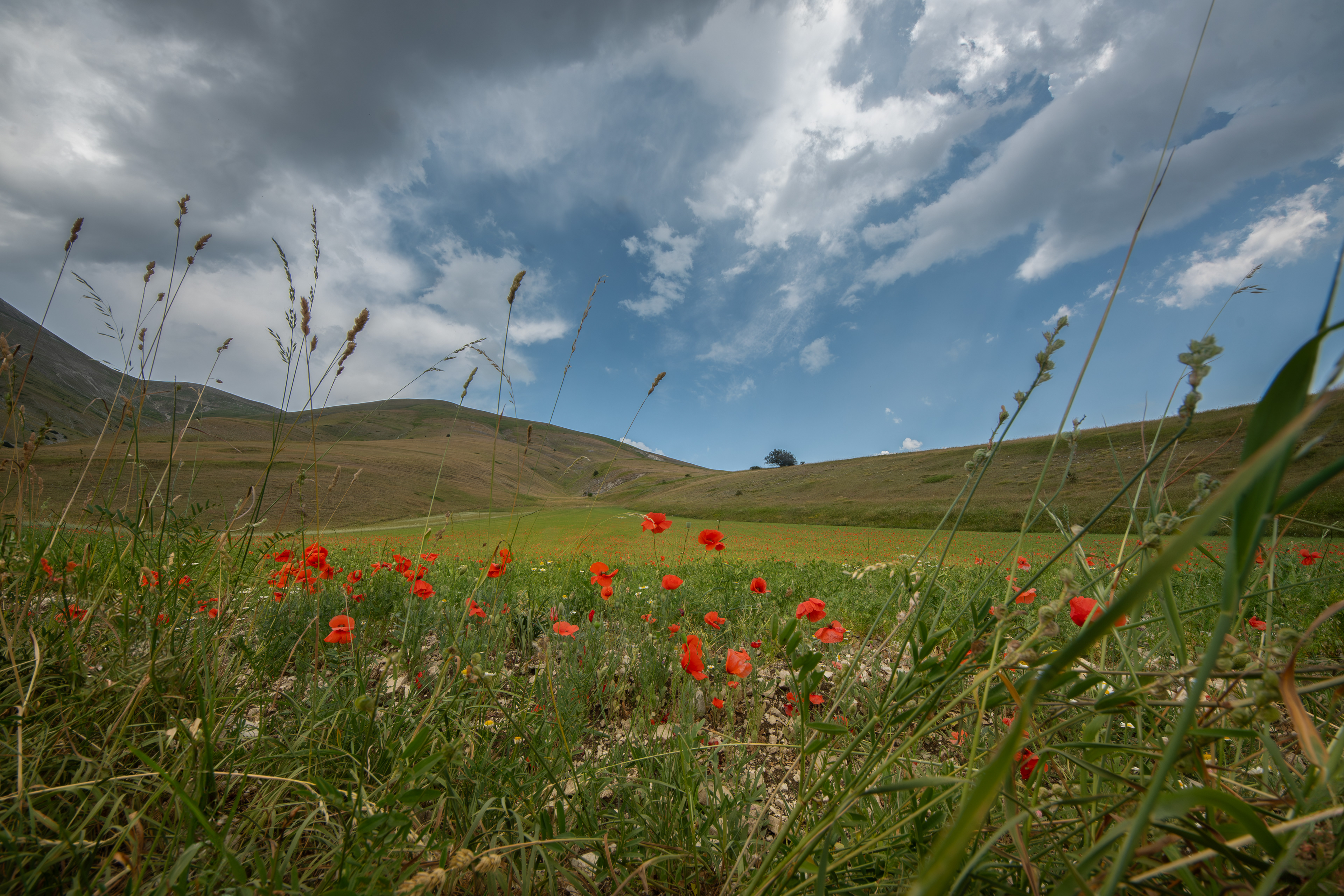 Castelluccio di Norcia, Lug 2025