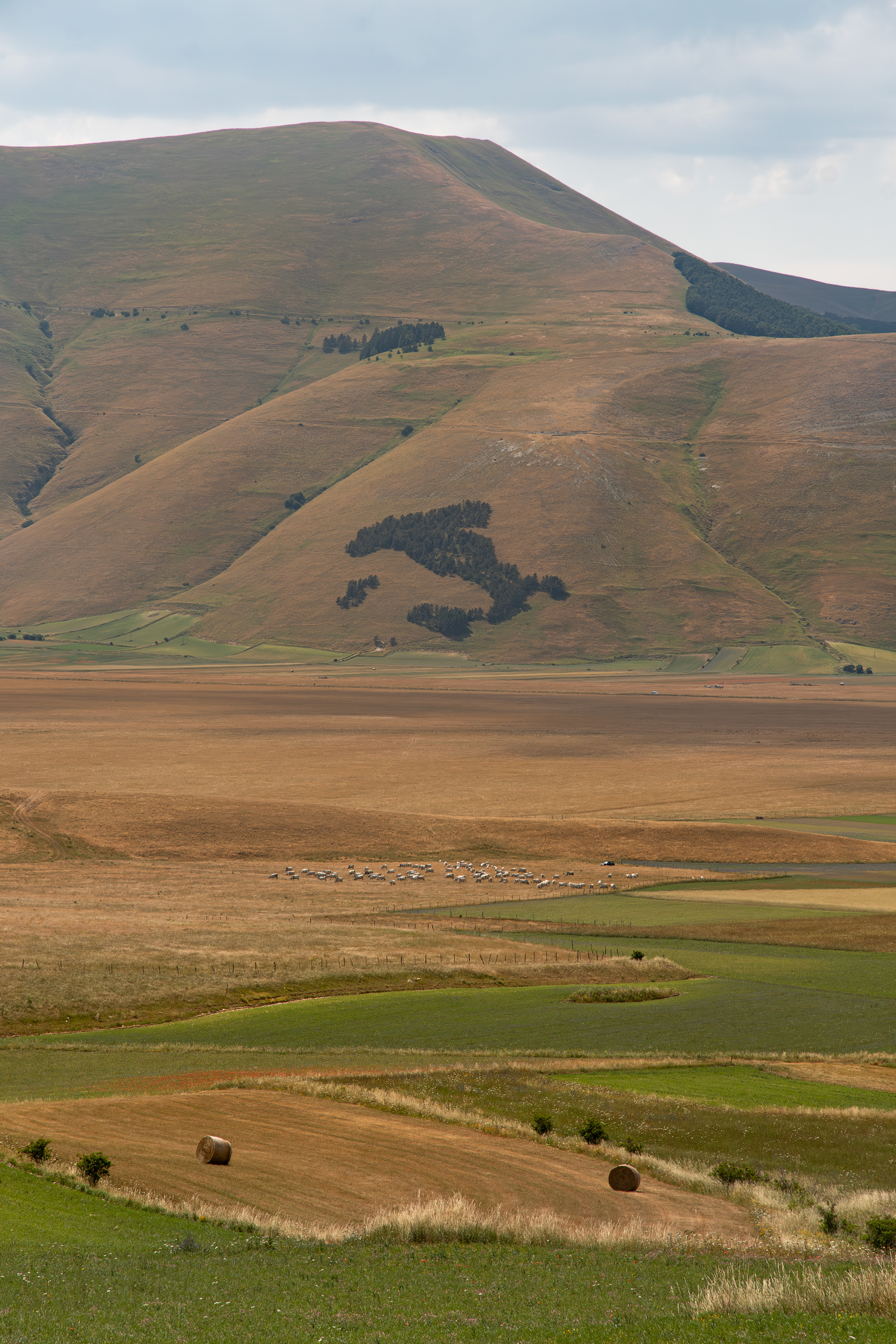 Castelluccio di Norcia, Lug 2025