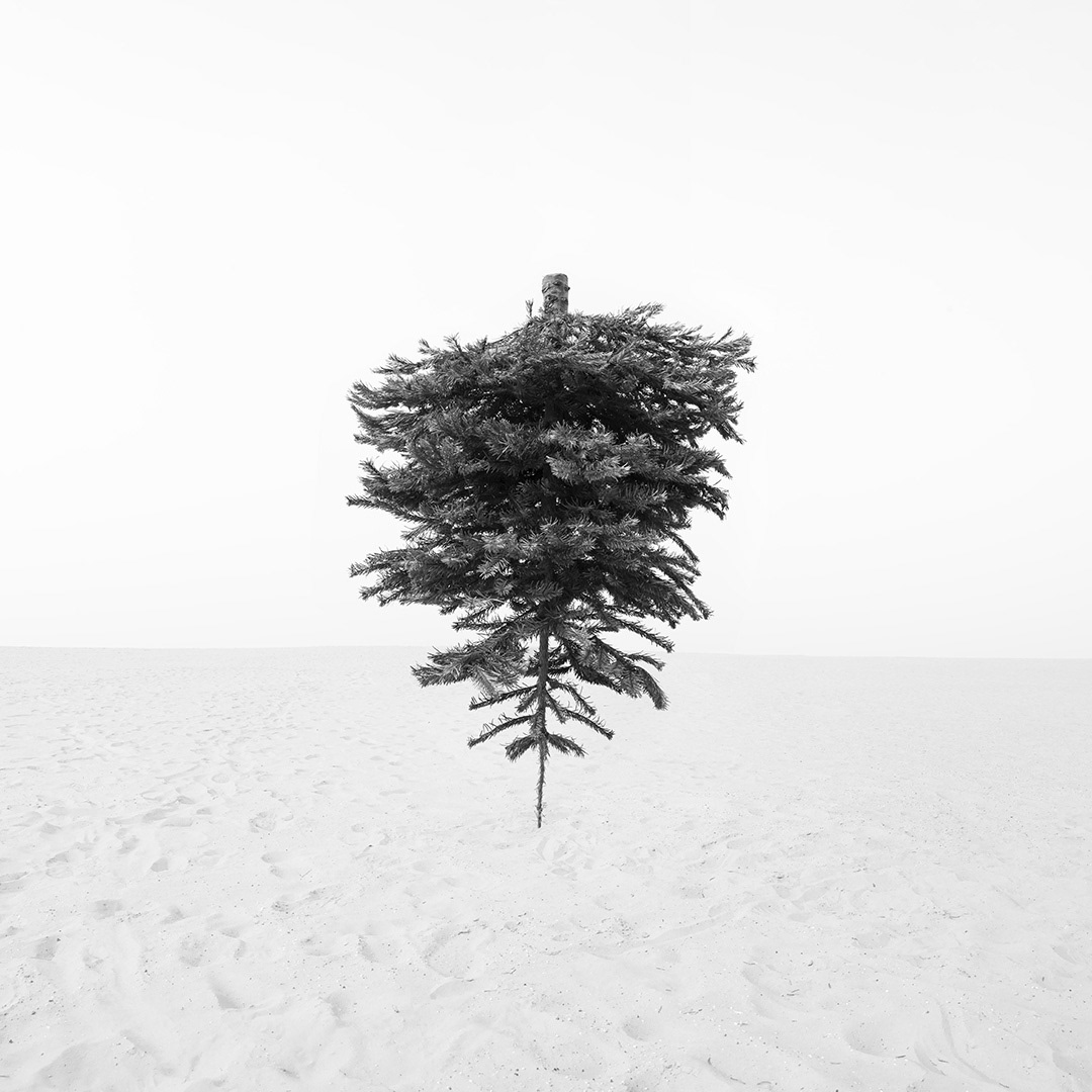 Hanging Tree