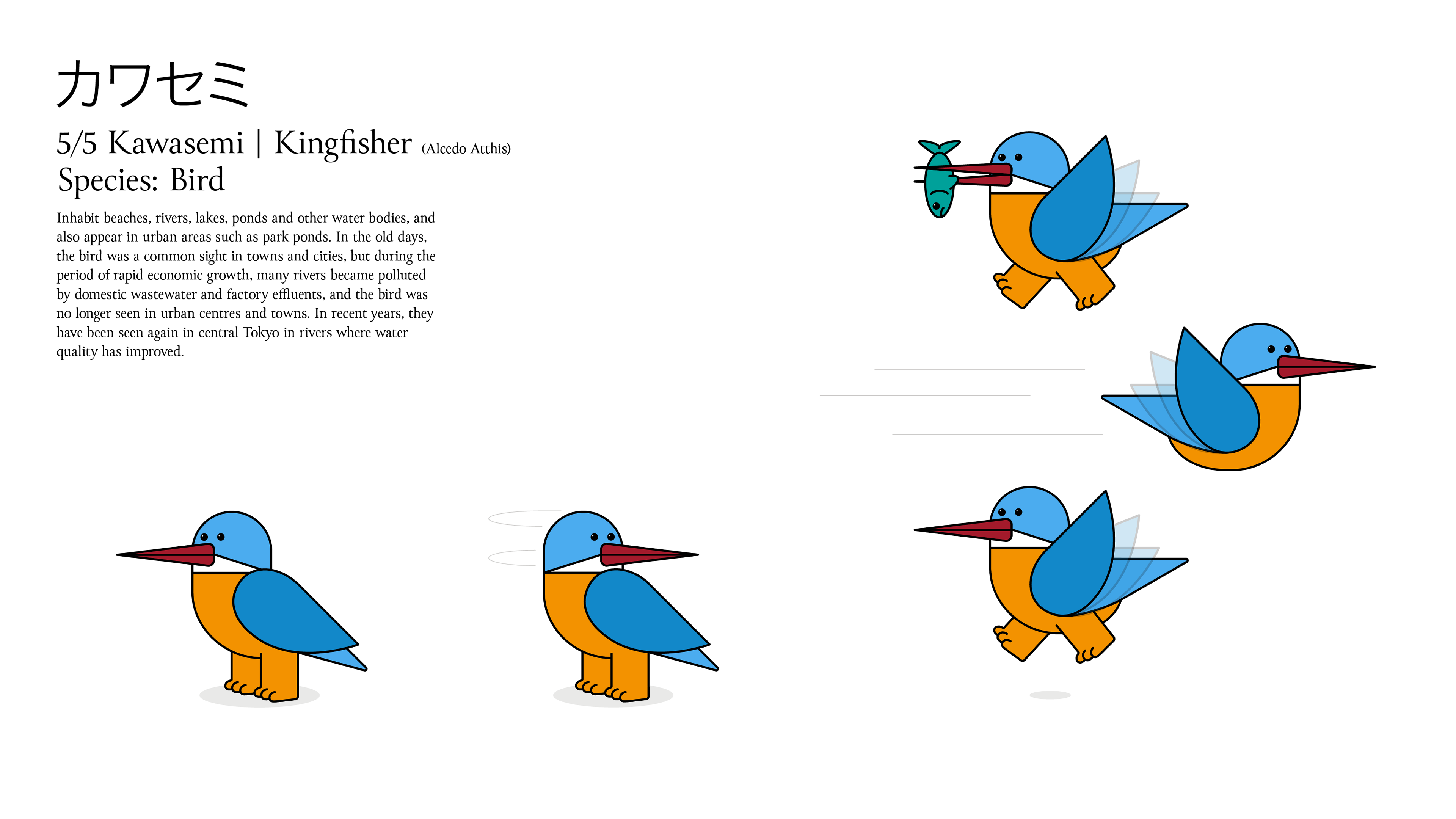 Character design sheet for 'Kawasemi | Kingfisher' featuring text profile information and illustrations of a minimal cartoon blue and orange bird character shown standing, looking back, and in various flying animation poses on a white background.