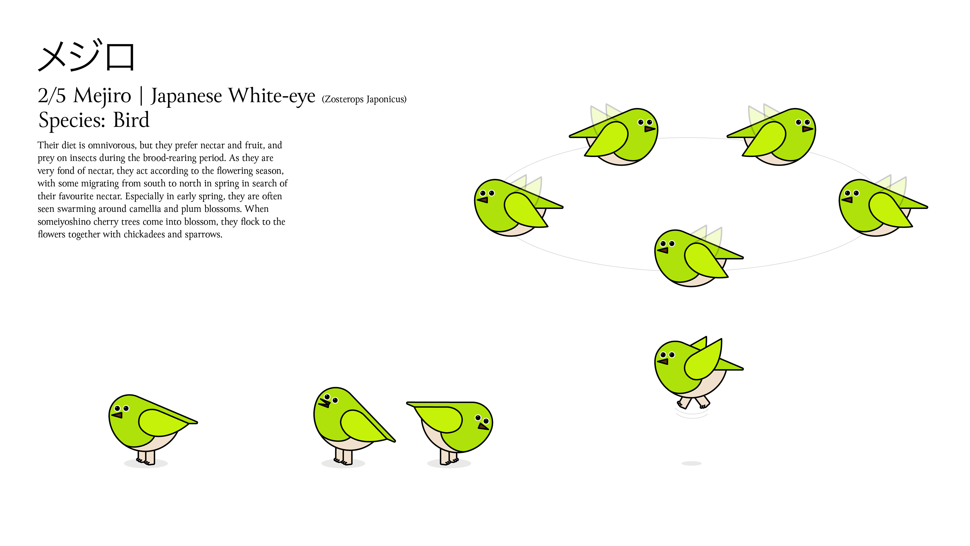 Character design sheet for 'Mejiro | Japanese White-eye' featuring text profile information and illustrations of a minimal cartoon green bird character shown standing, chirping, and flying in a circular sequence on a white background.