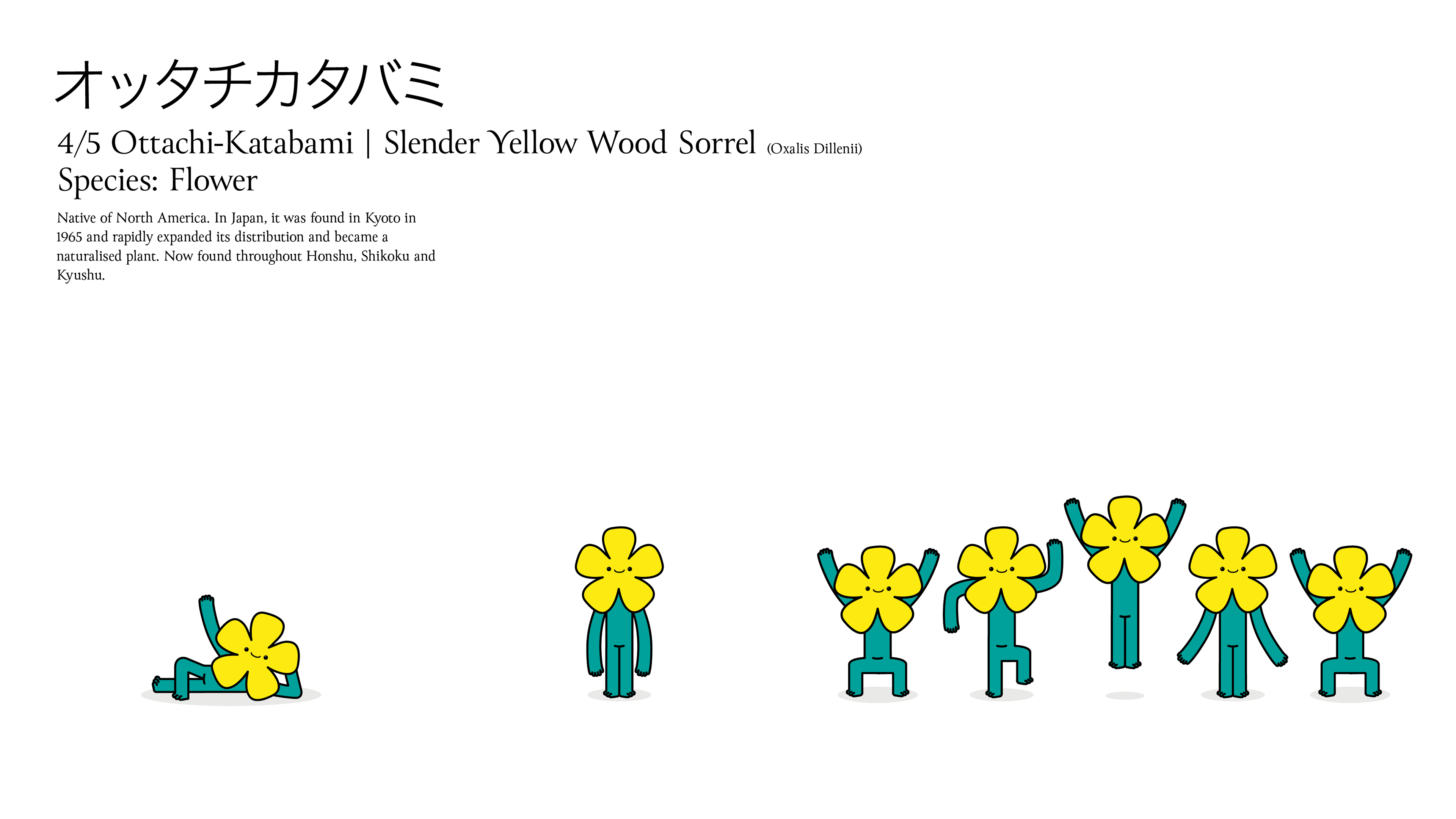 Character design sheet for 'Ottachi-Katabami | Slender Yellow Wood Sorrel' featuring text profile information and illustrations of a minimal cartoon flower character shown lounging, standing, and in various dancing animation poses on a white background.