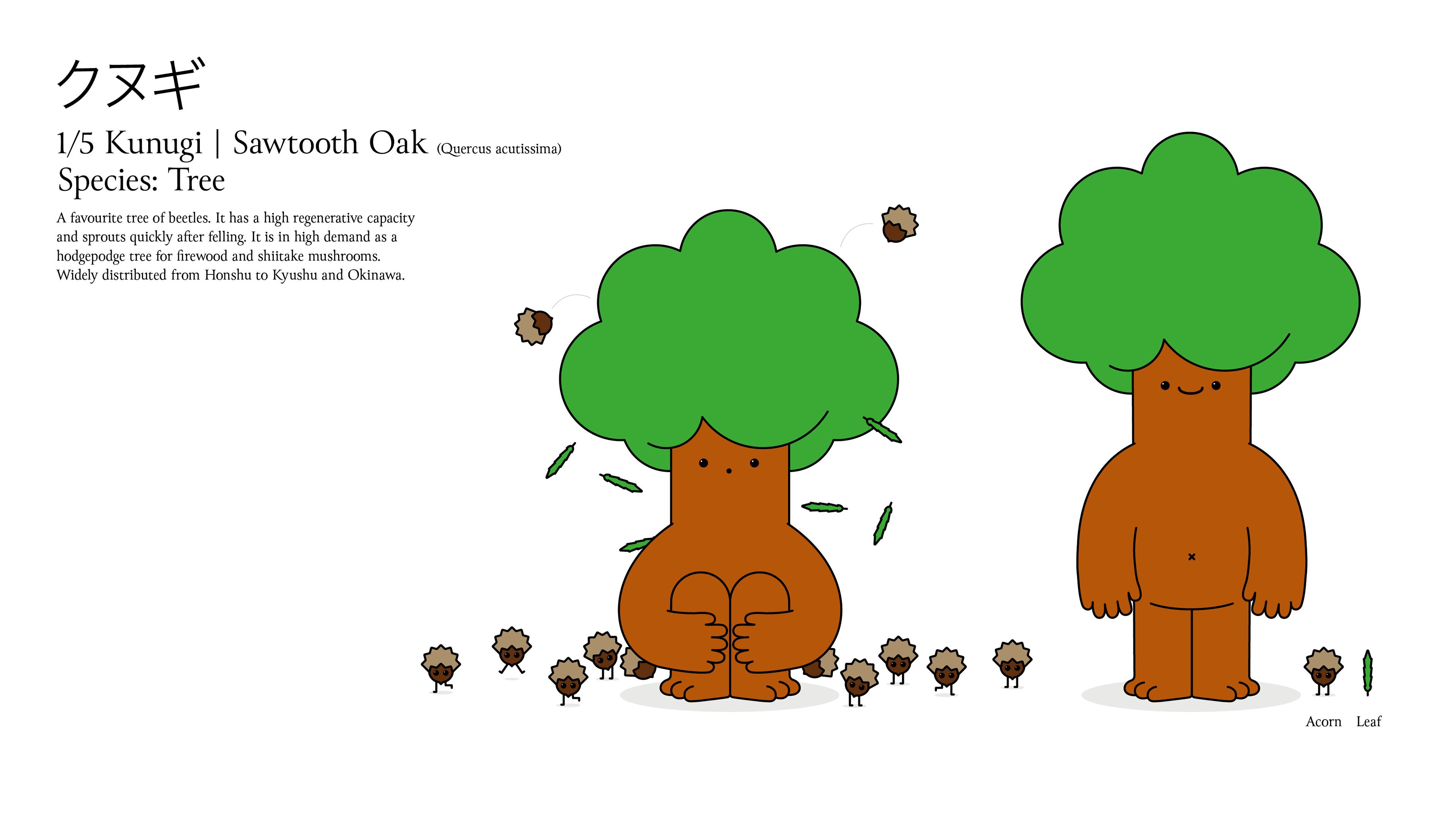 Character design sheet for 'Kunugi | Sawtooth Oak' featuring text profile information and illustrations of a friendly, minimal cartoon tree creature in both standing and sitting poses, surrounded by tiny walking acorn characters on a white background.