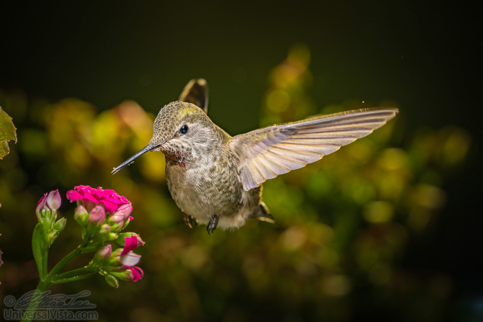 This is a photograph of a hummingbird visits pink flowers