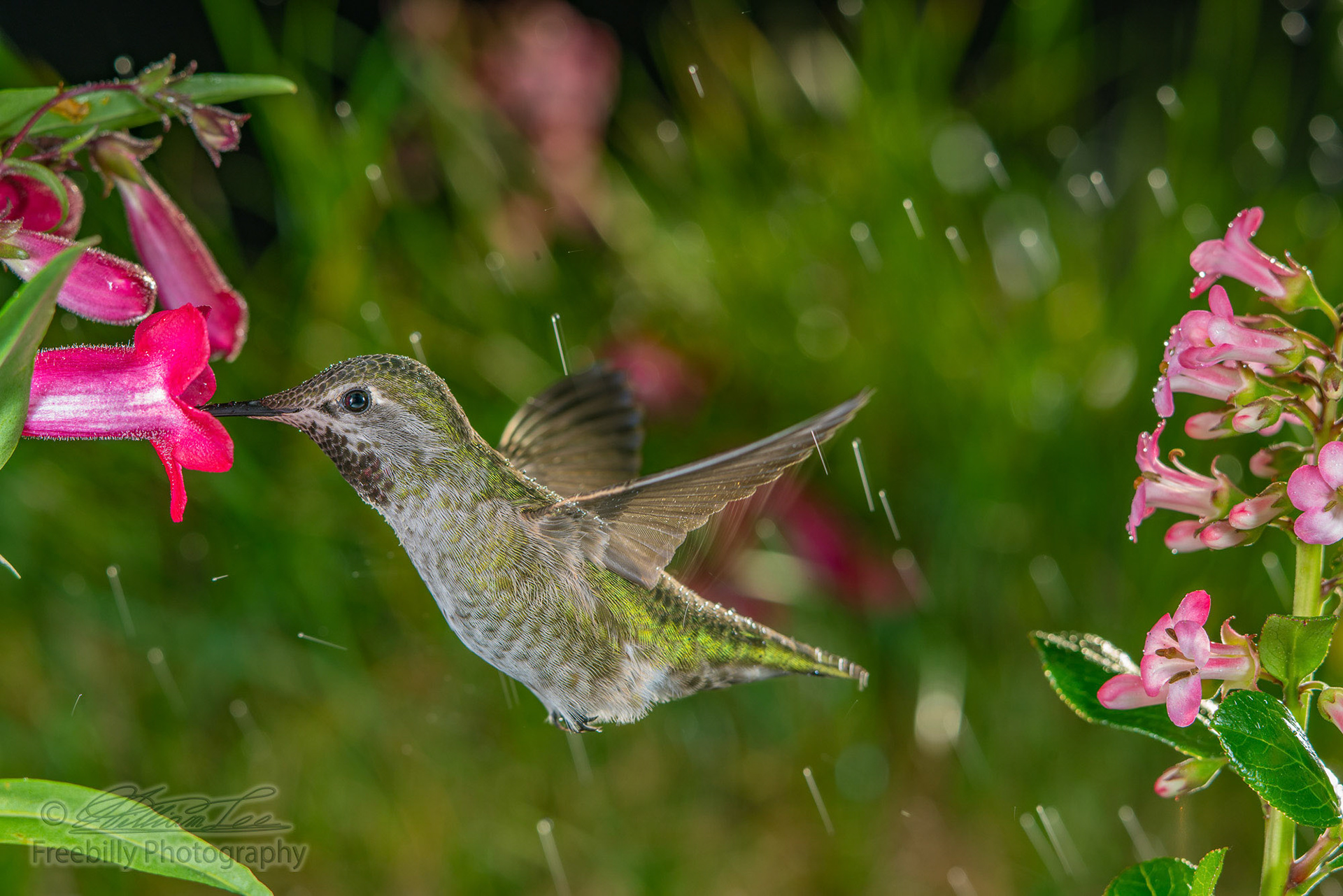 Hummingbird visiting pink flowers on rainy day