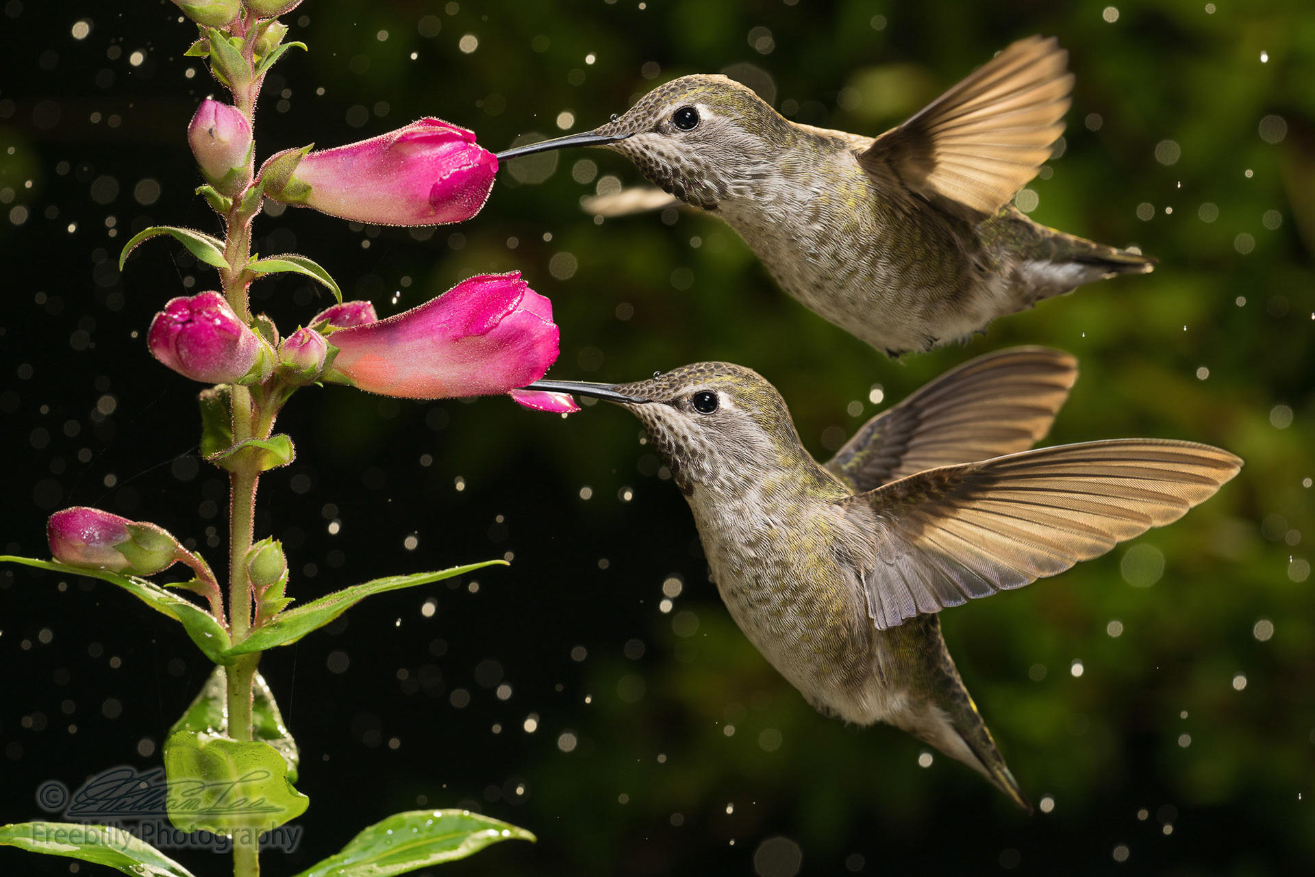 Two hummingbirds visit pink flowers in raining day