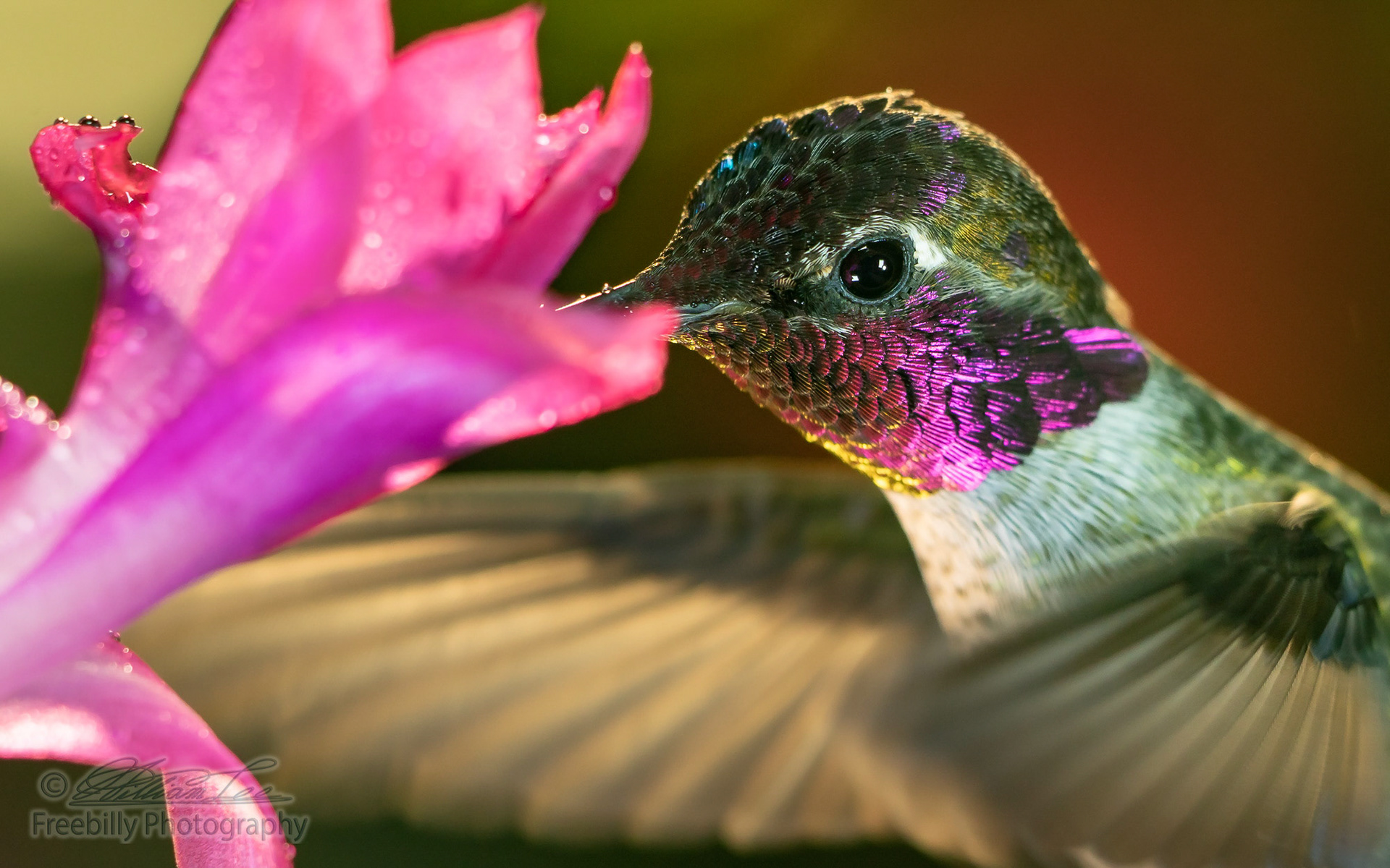 A headshot of a beautiful male hummingbird visiting pink flower