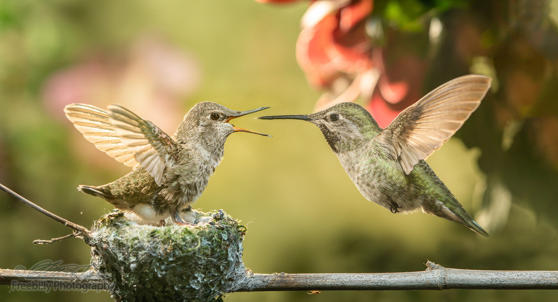 A baby hummingbird opening mouth for food from mother