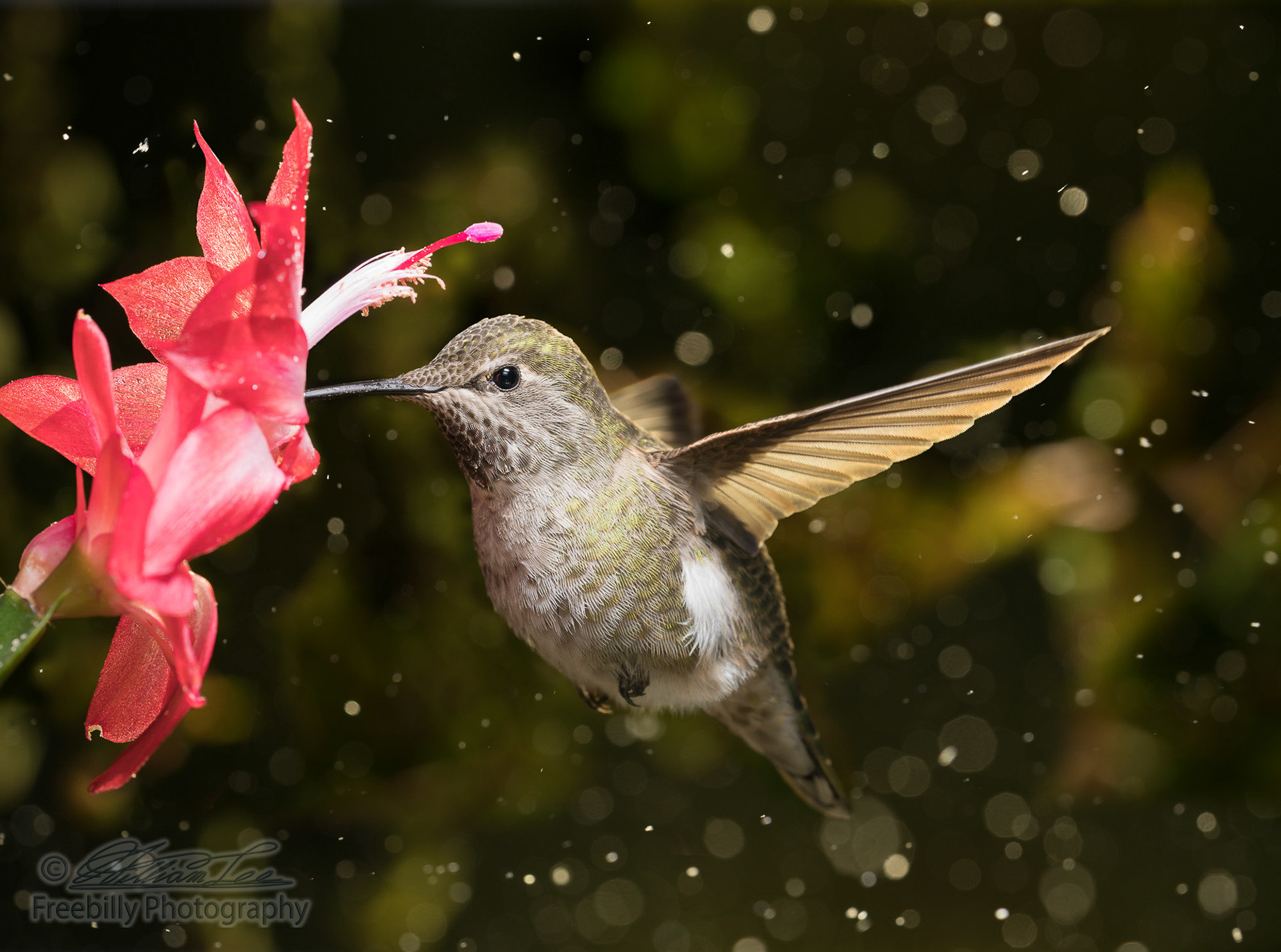 Female hummingbird visits flower in snow storm. Photo taken during the winter storm on Dec 8th.