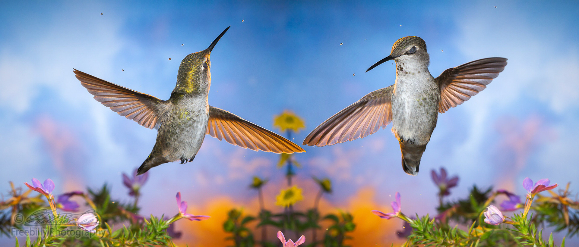 Creative panorama of two hummingbirds who enjoy dancing in the rain with eyes closed.
