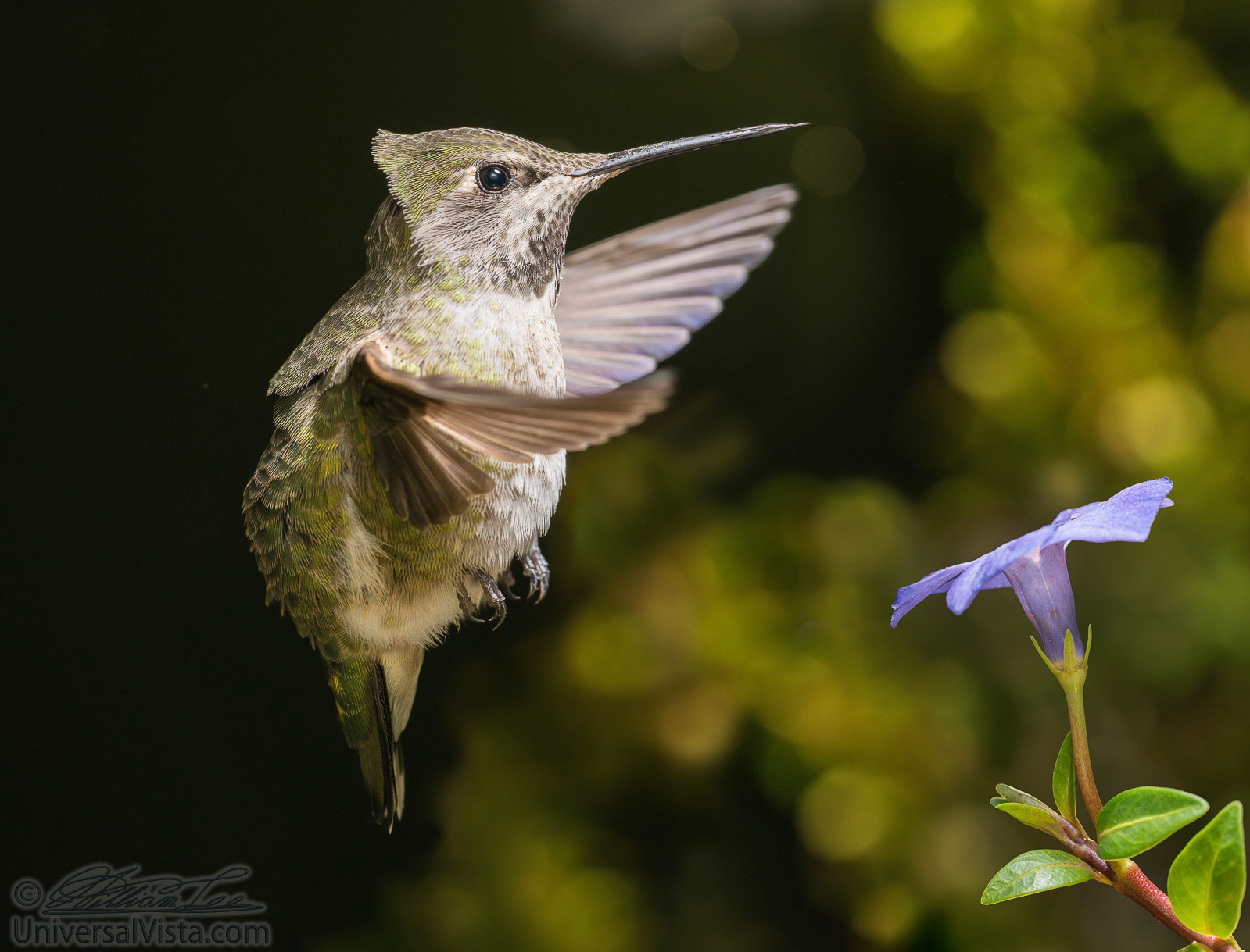 A female hummingbird hovering in strong wind during winter storm