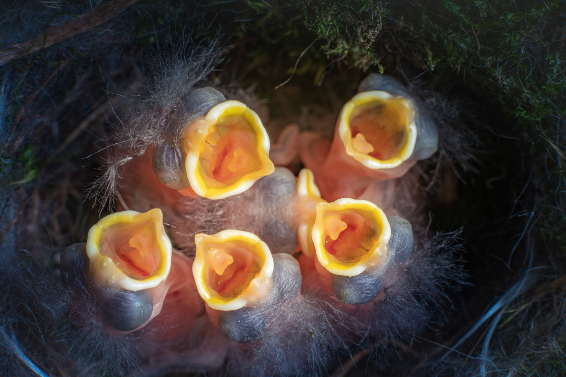 New born baby chickadees open mouths. The video of them is here: https://www.shutterstock.com/video/clip-16770922