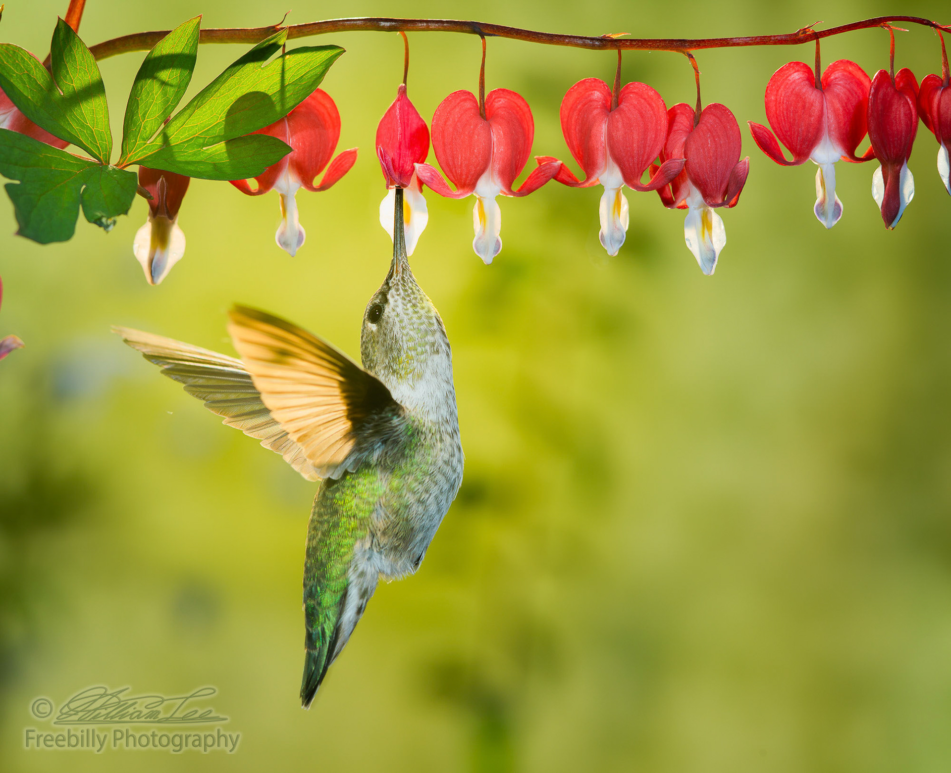 A female hummingbird visiting bleeding heart flowers