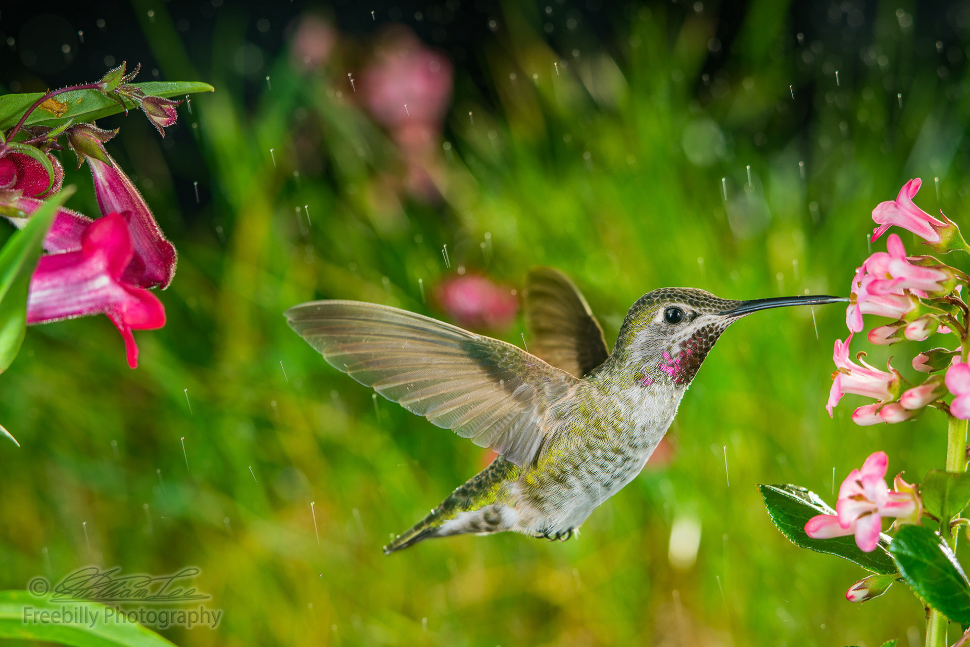 A hummingbird visits pink small flowers in some drizzle.