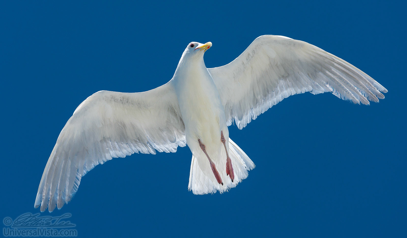 This is a photograph of a white gull flying in sky