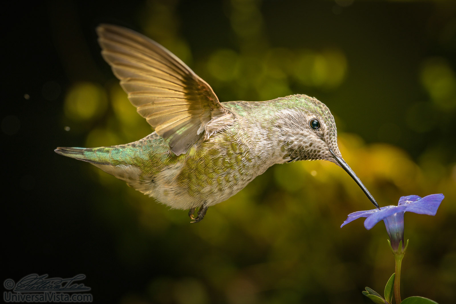 Hummingbird profile with blue flower