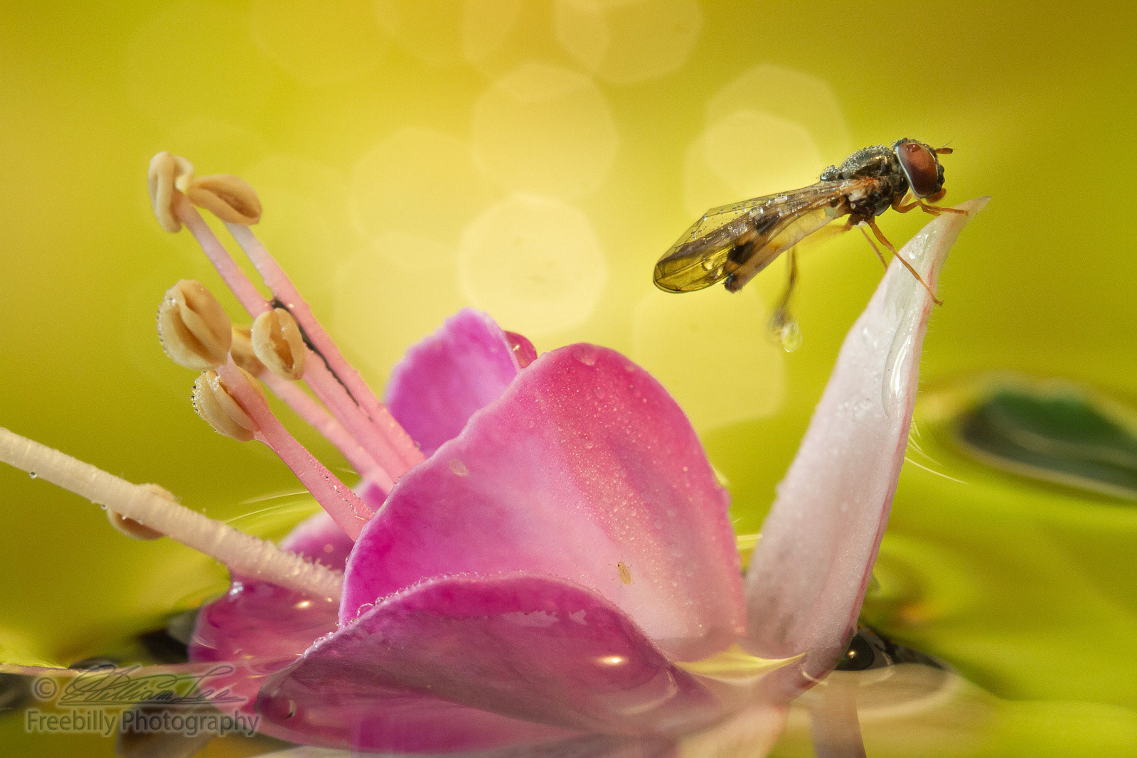 The hoverfly is tiny enough, but there is another insect on the flower who is smaller than its eyes.