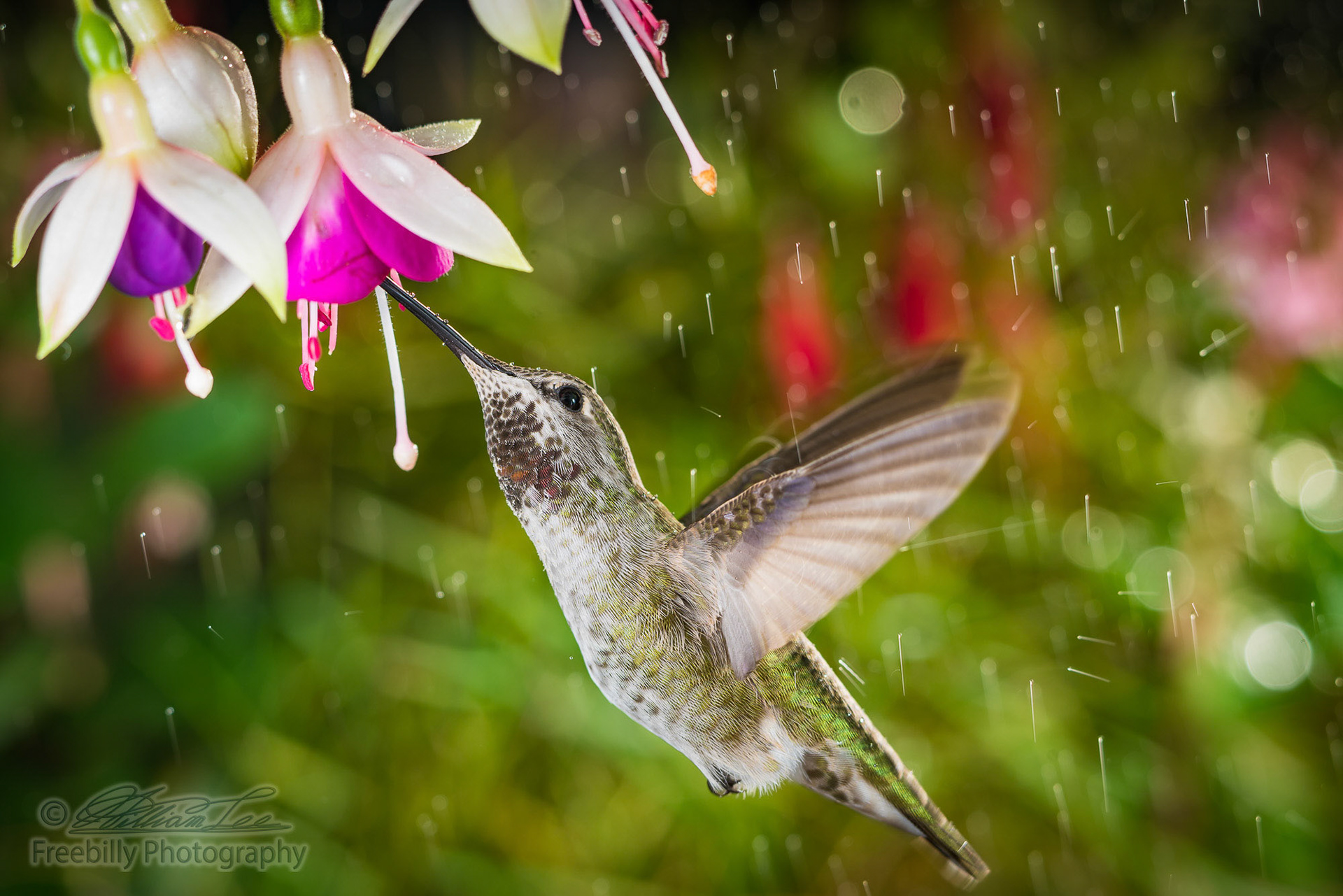 This is a photograph of a hummingbird visits fuchsia in raining day
