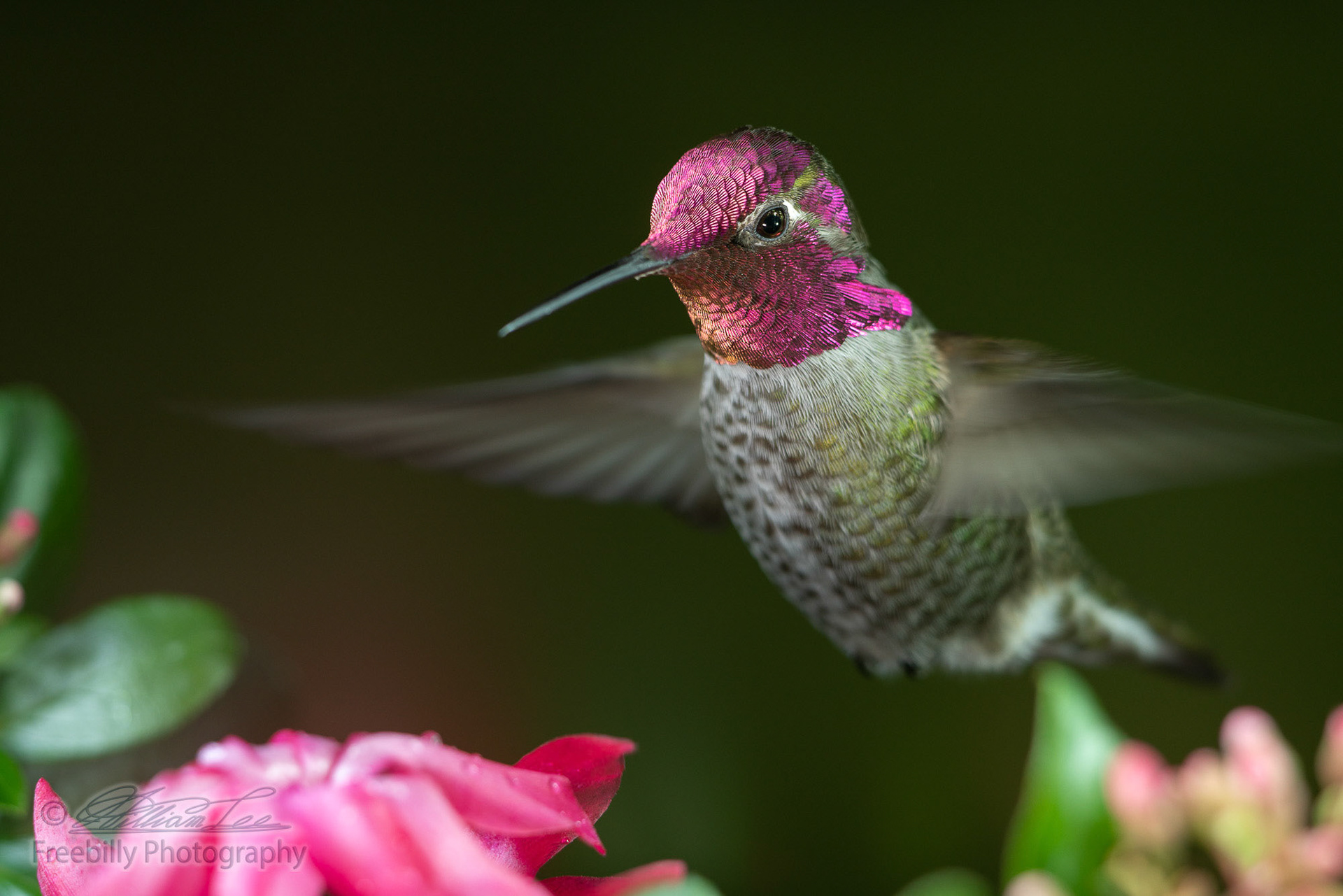 Hummingbird hovering near pink flowers