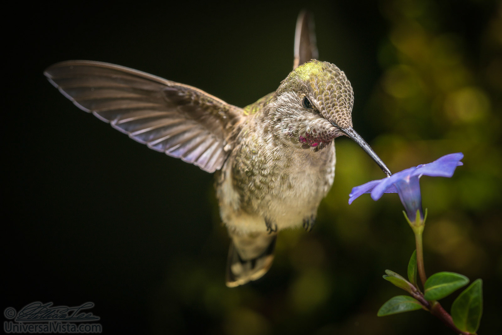 A hummingbird in angled direction with blue flower