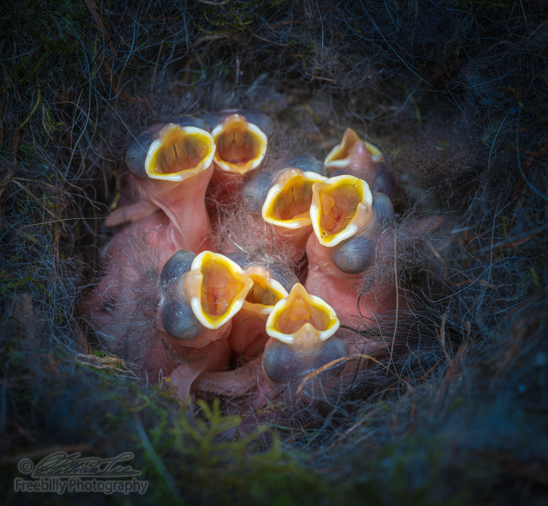 Eight new born baby chickadees open mouths.