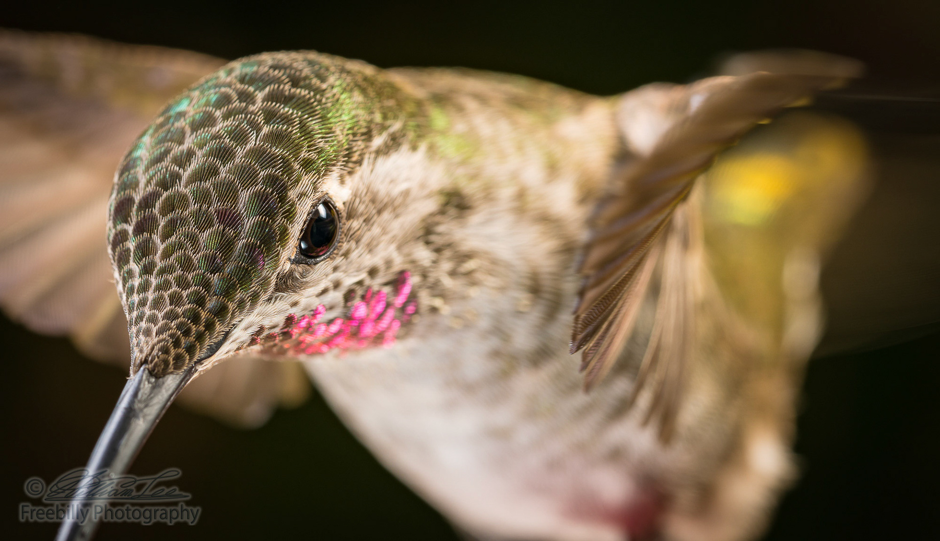 Hummingbird's head shot