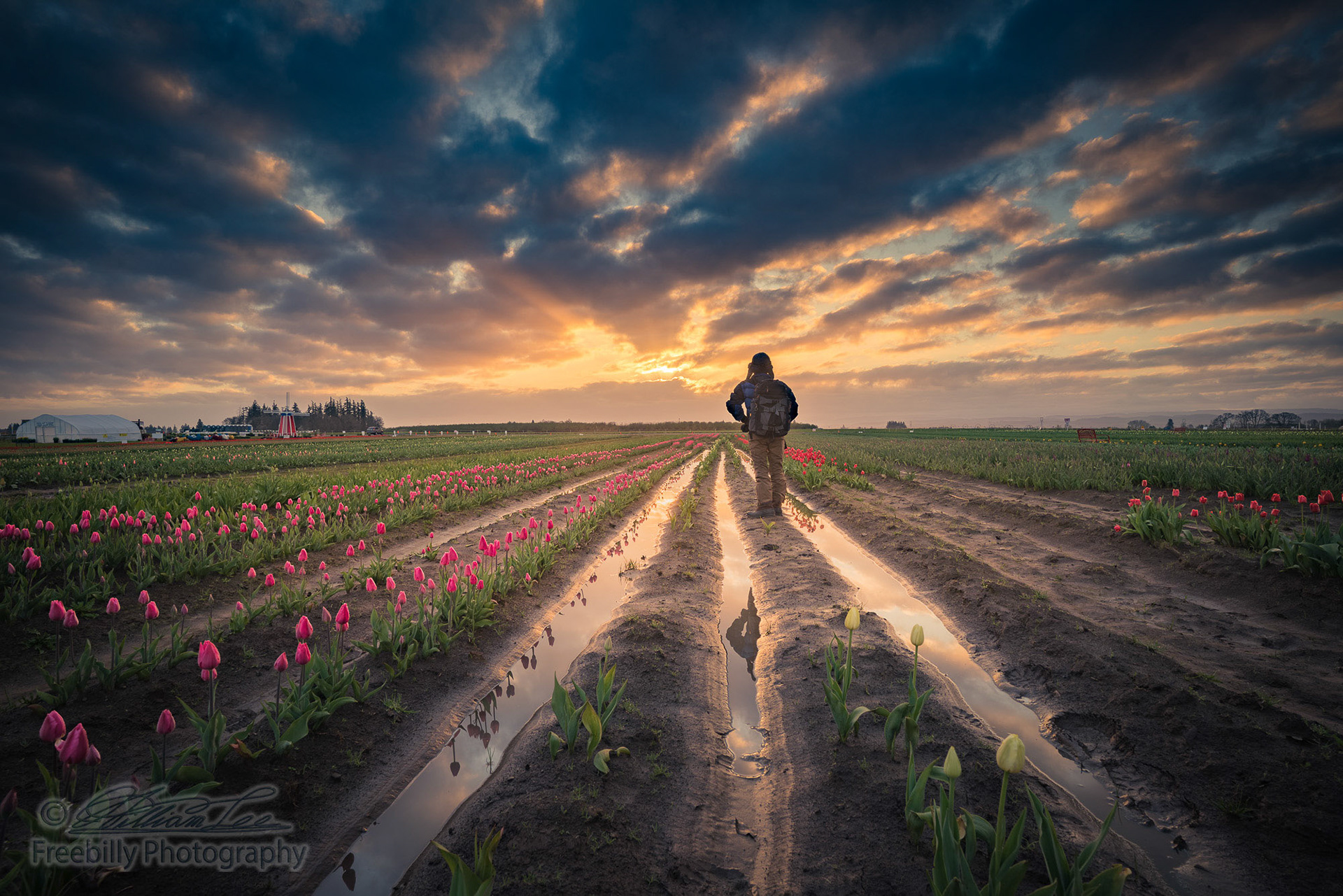 This is a photograph of a man watching sunrise in a tulip field.