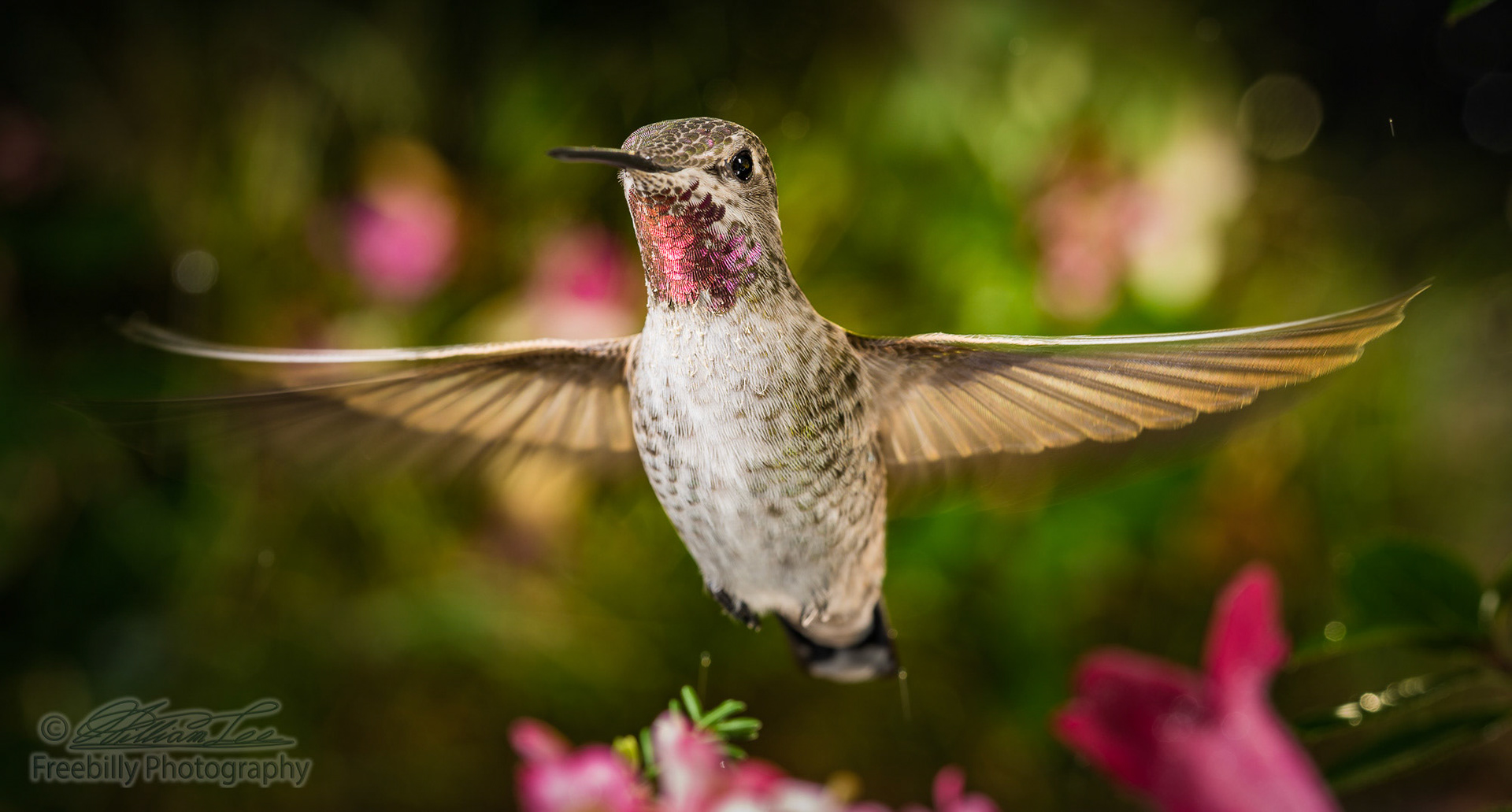 A hummingbird hovering in the garden