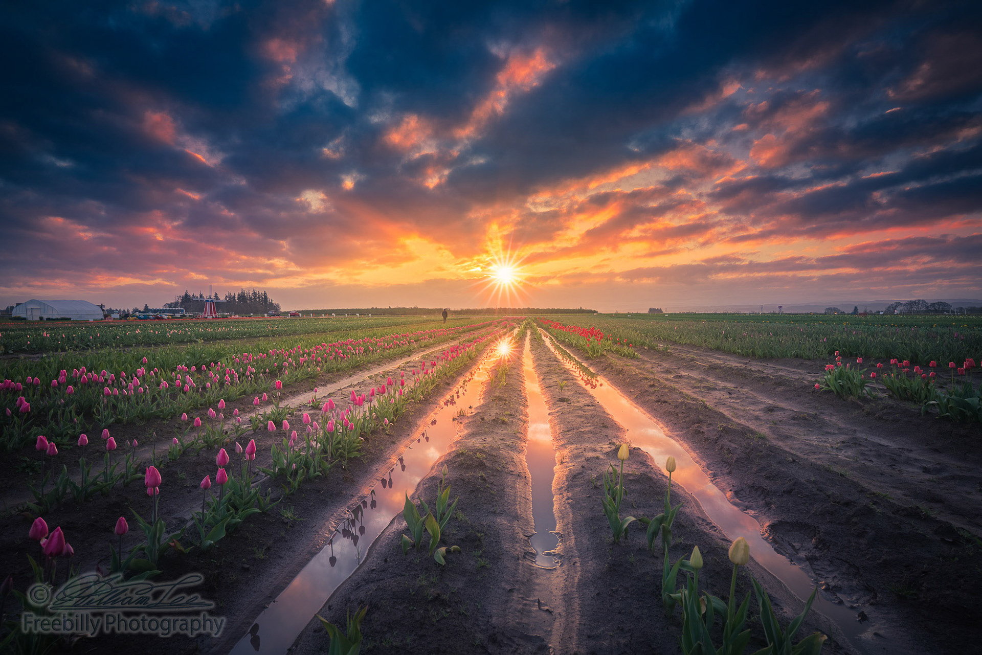 This is a photograph of someone watching sunrise in a tulip field.