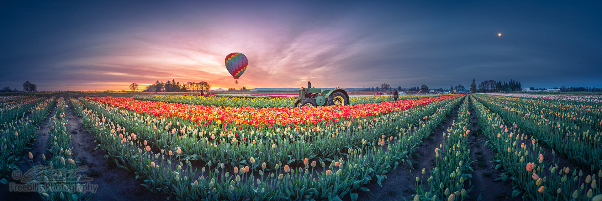This is a panoramic view of sunrise with hot air balloon and moon over the tulip field.