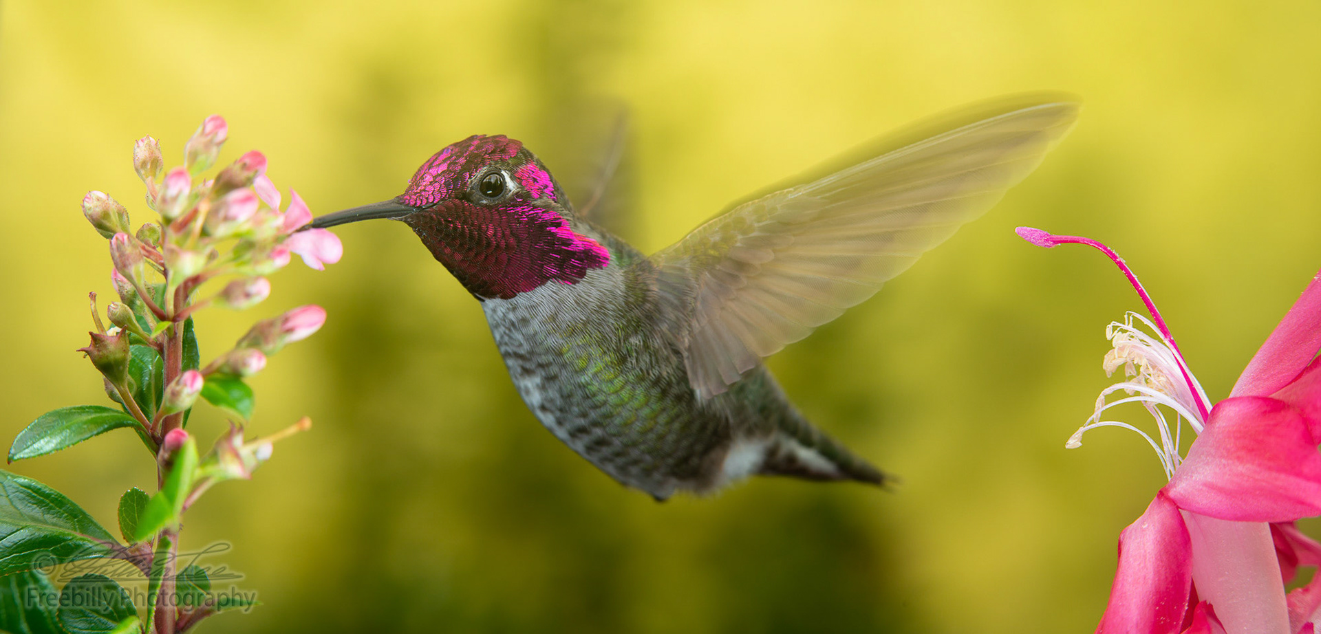 A male hummingbird visits pink flowers