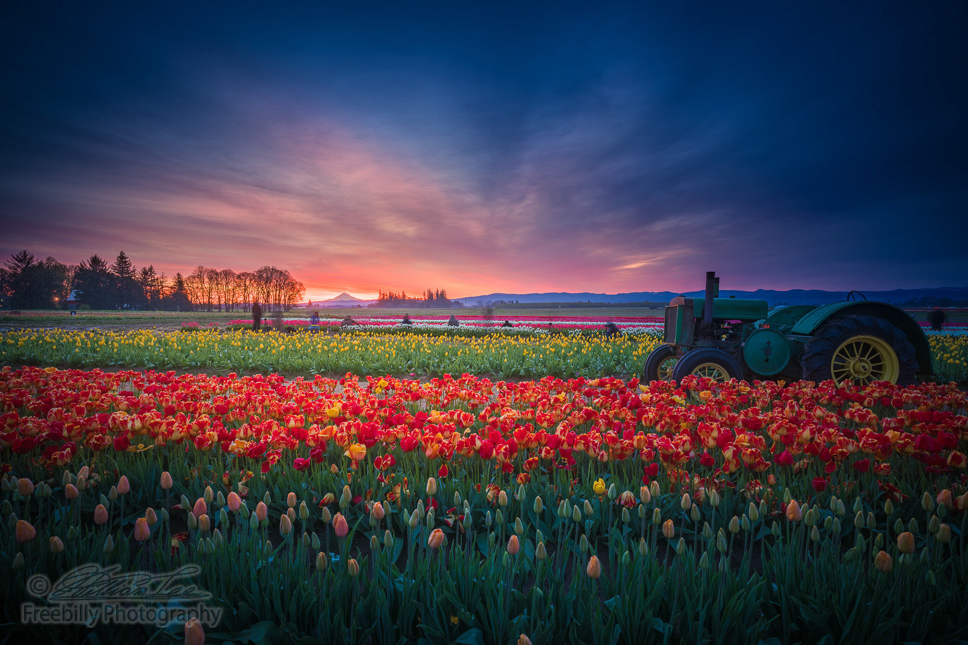 This is a photo of tulip field with Mt Hood at distance taken before sunrise.