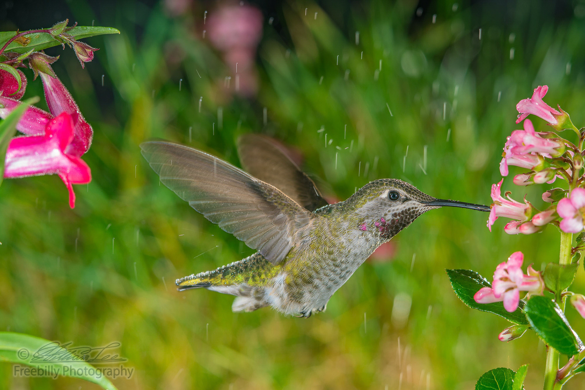 A hummingbird visits pink small flowers.