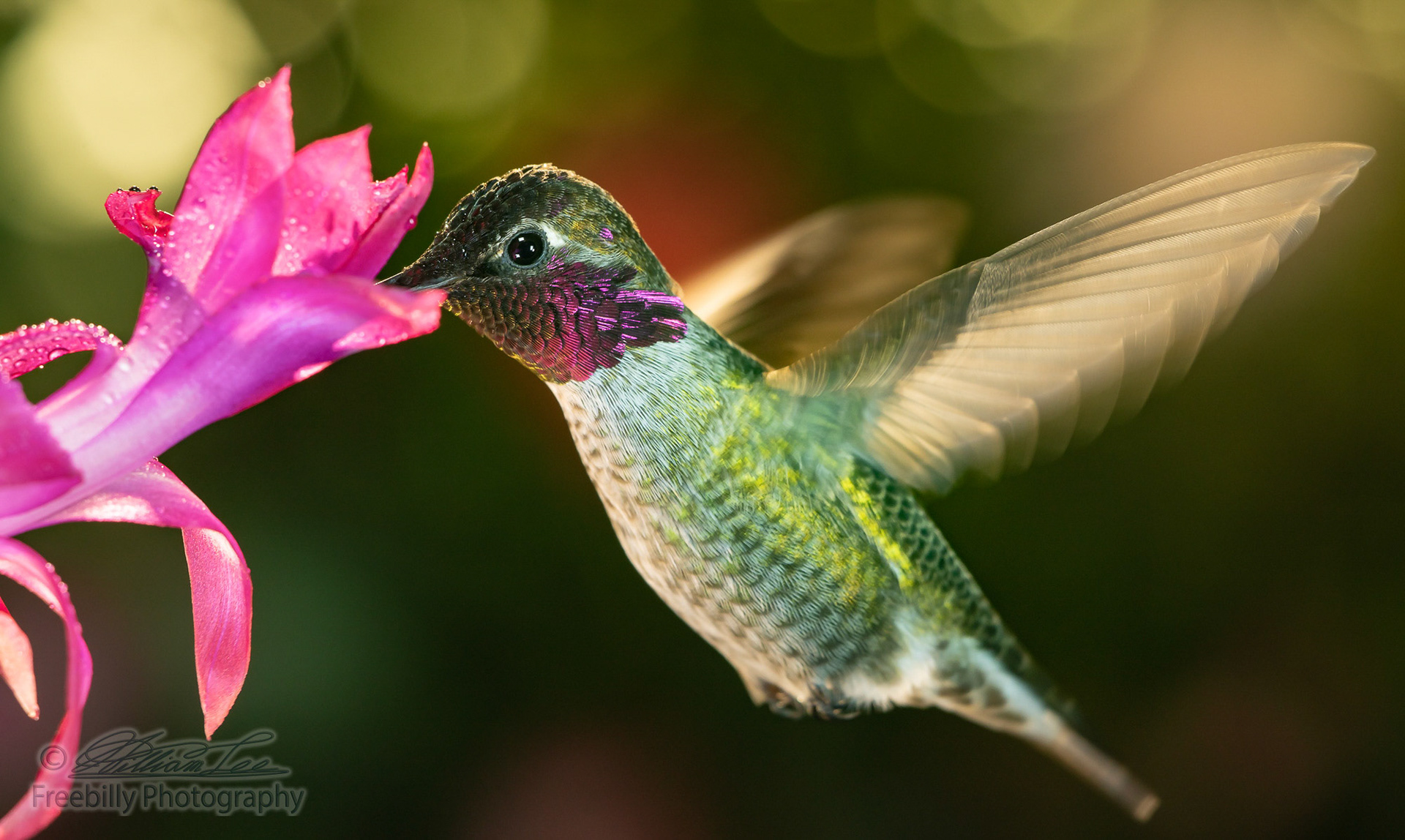 This is a photograph of a male hummingbird with colorful feather visiting the pink flower