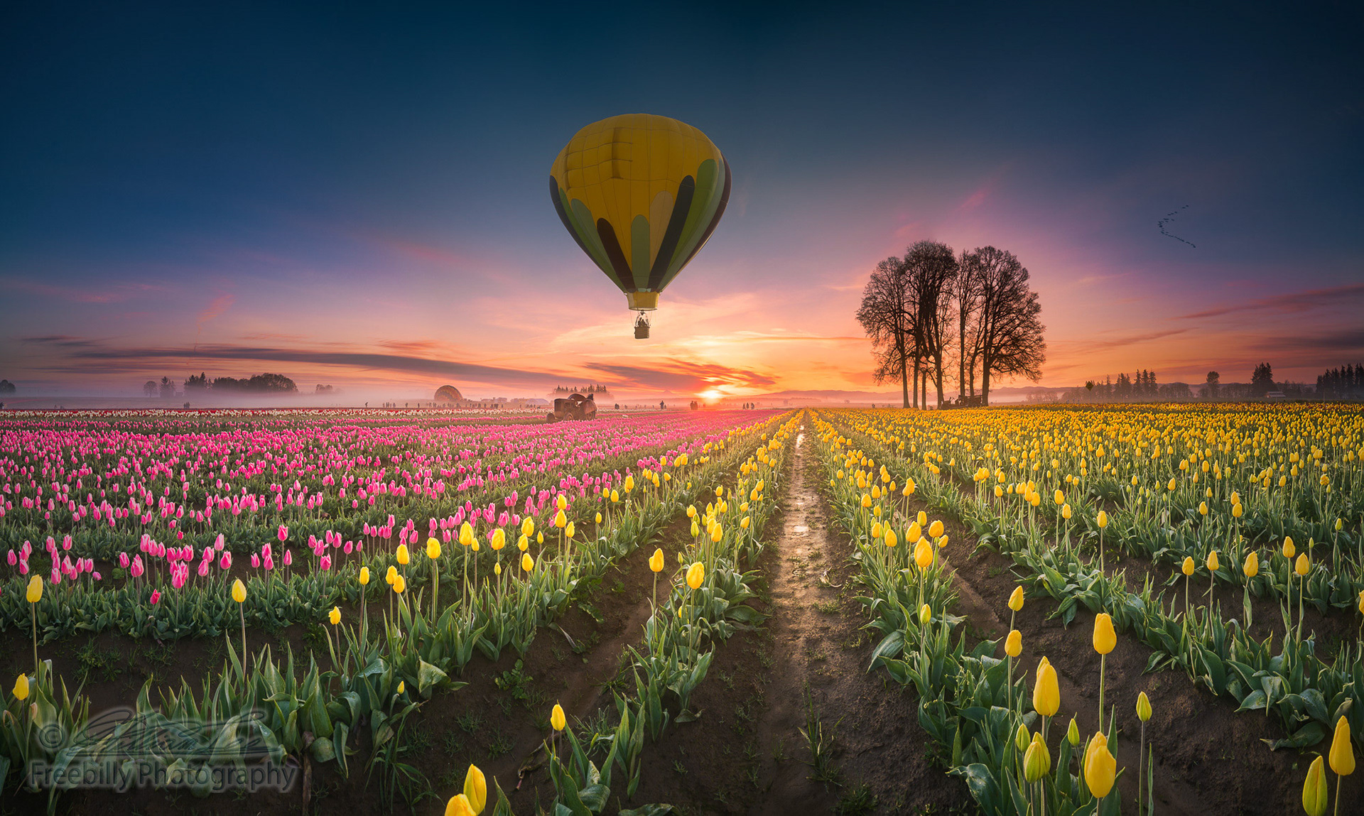This is a photograph of a hot air balloon hovering over tulip field at dawn