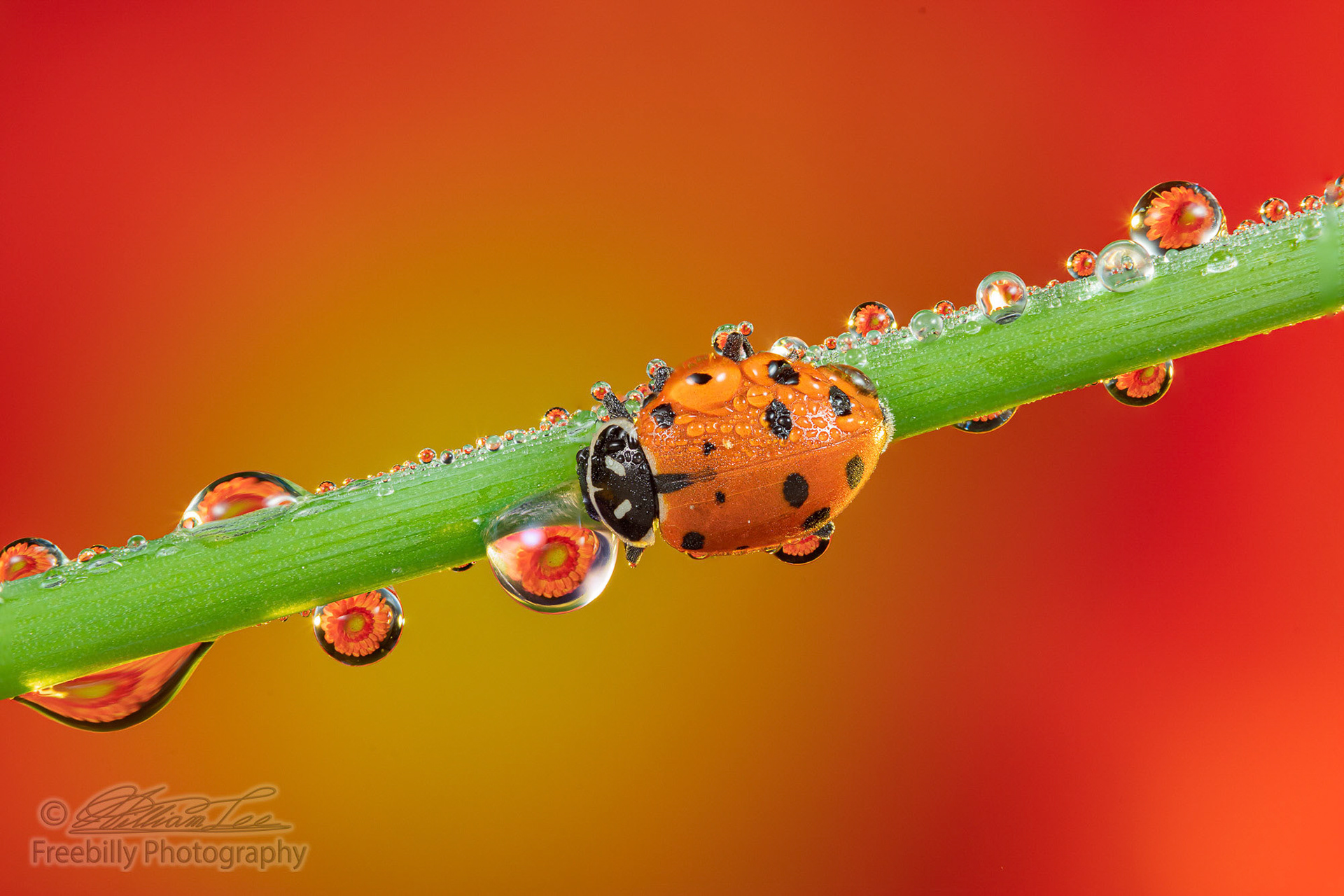 A macro shot of a ladybug and dew drops with refractions of an African daisy in the background
