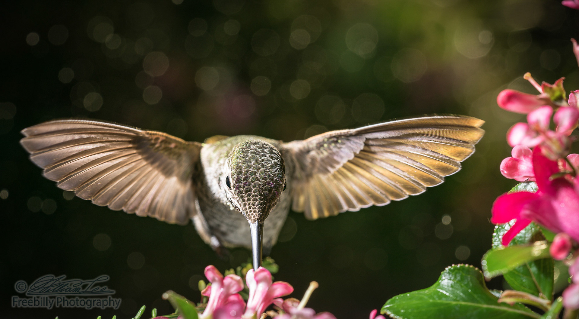 This is  a front view of a hummingbird hovering for flowers.