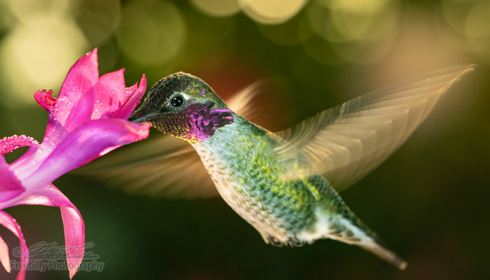 Male hummingbird with colorful feather visiting the pink flower