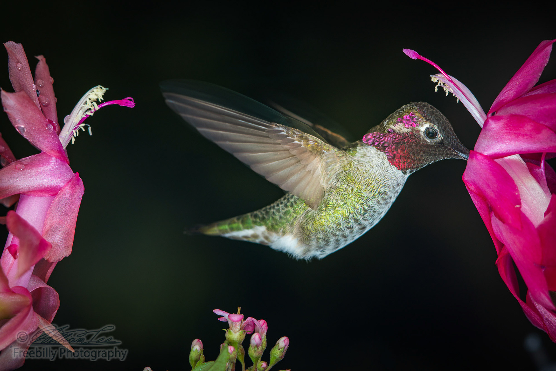 A male hummingbird visits pink flowers with dark green background