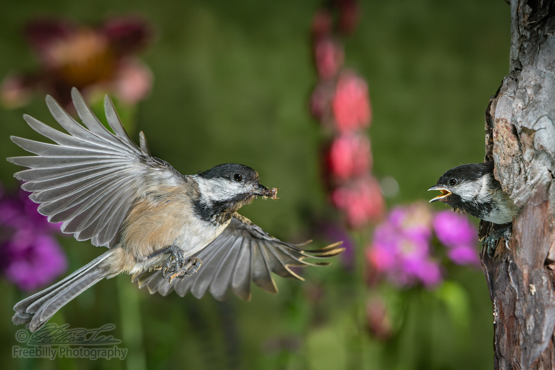 This is a photograph of a chickadee flying back to nest to feed the chicks