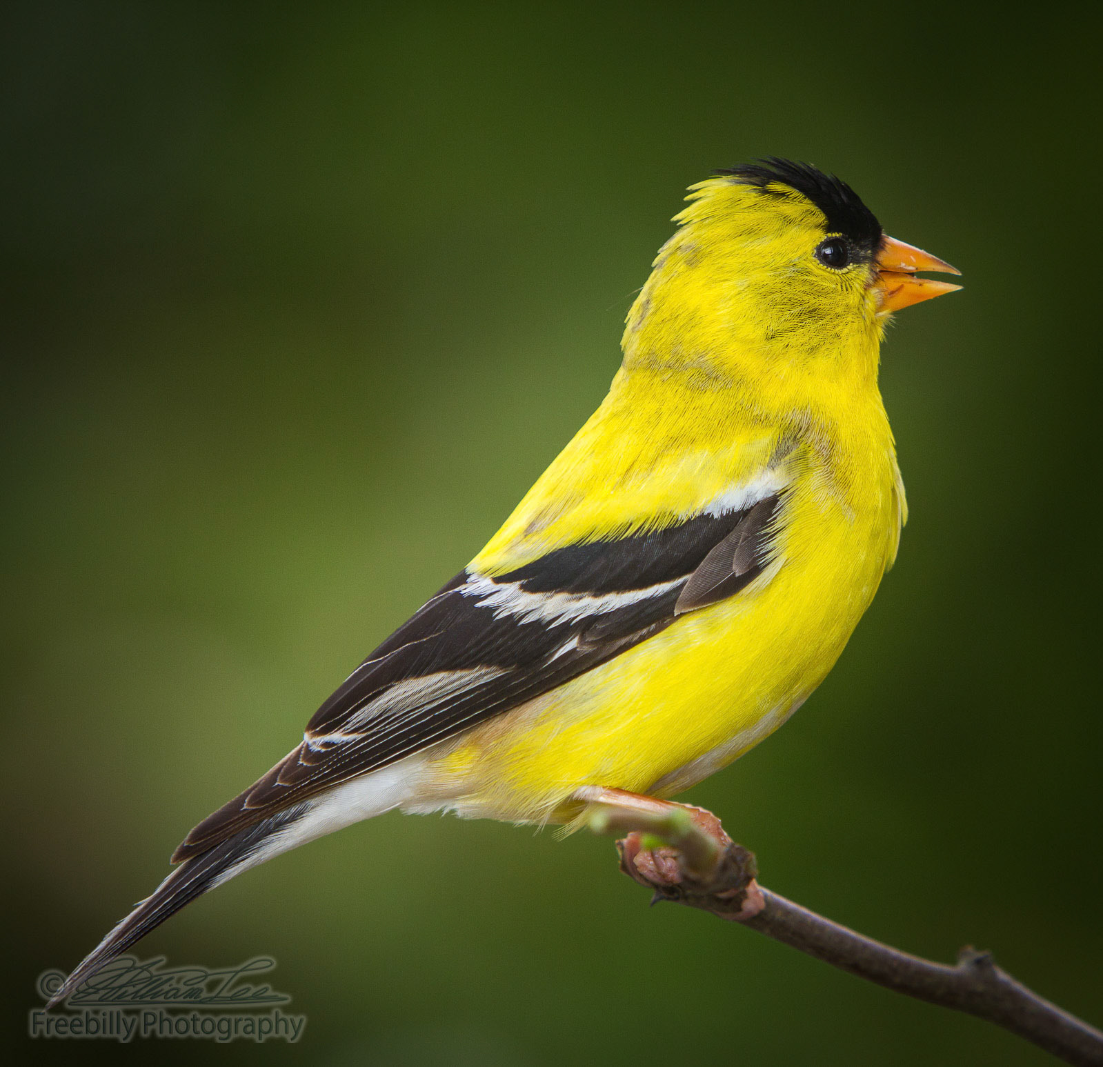 A detail shot of male american golden finch standing on twig.