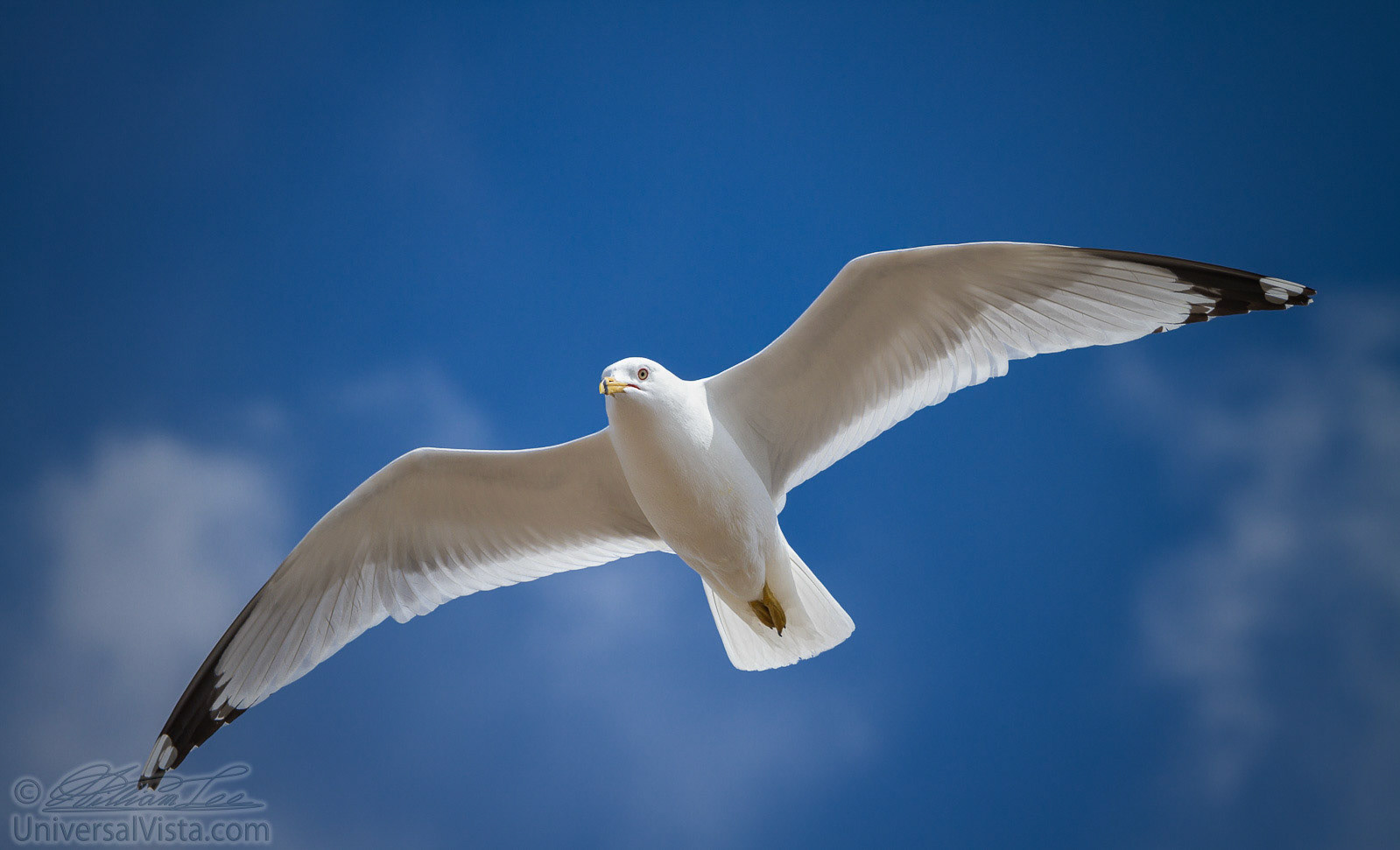 This is a photograph of a seagull flying in the blue sky with some clouds.