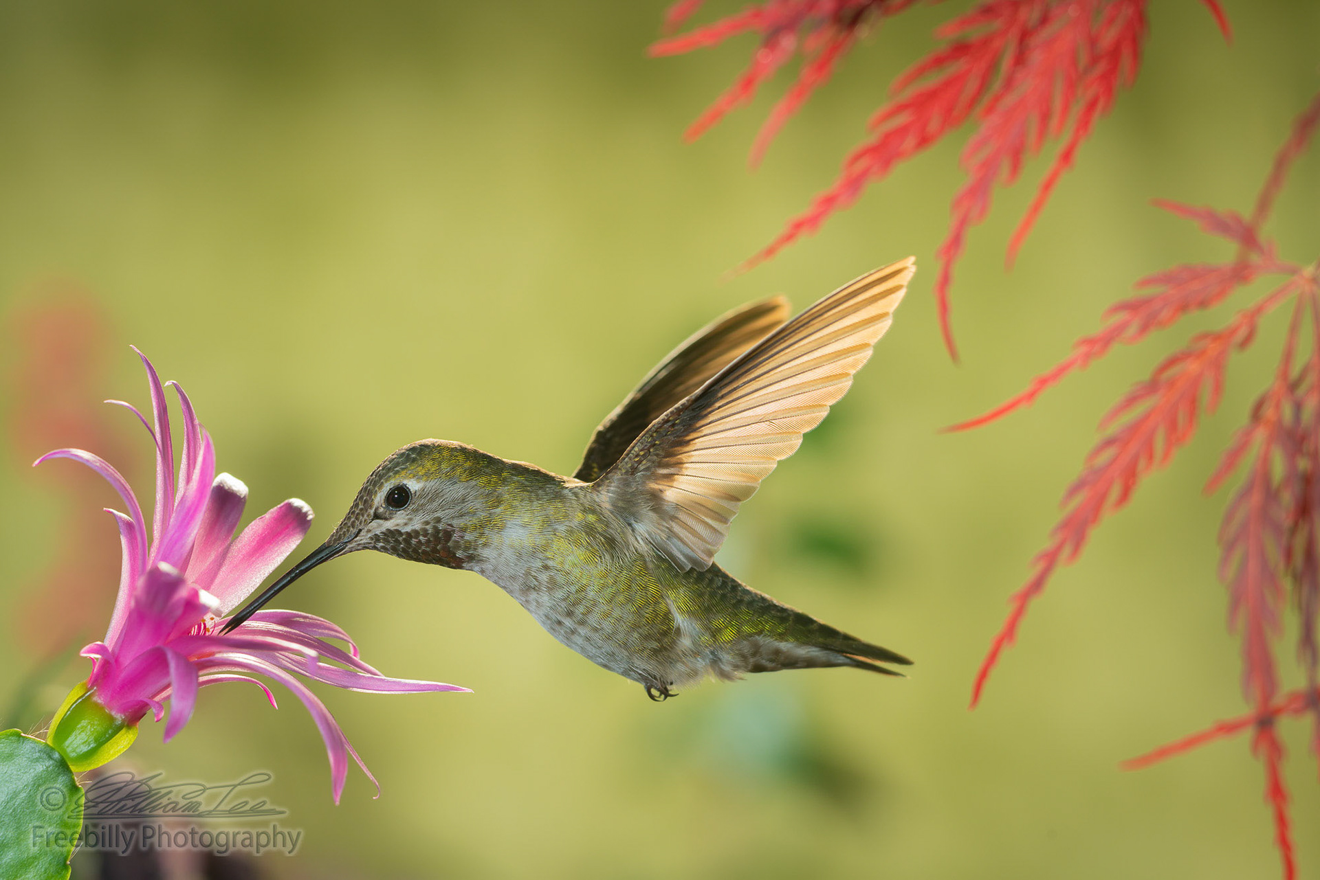 Female hummingbird visiting pink flower under red dragon Japanese maple