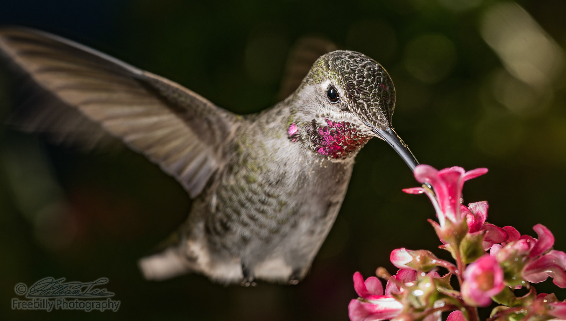 A hummingbird visiting pink flowers