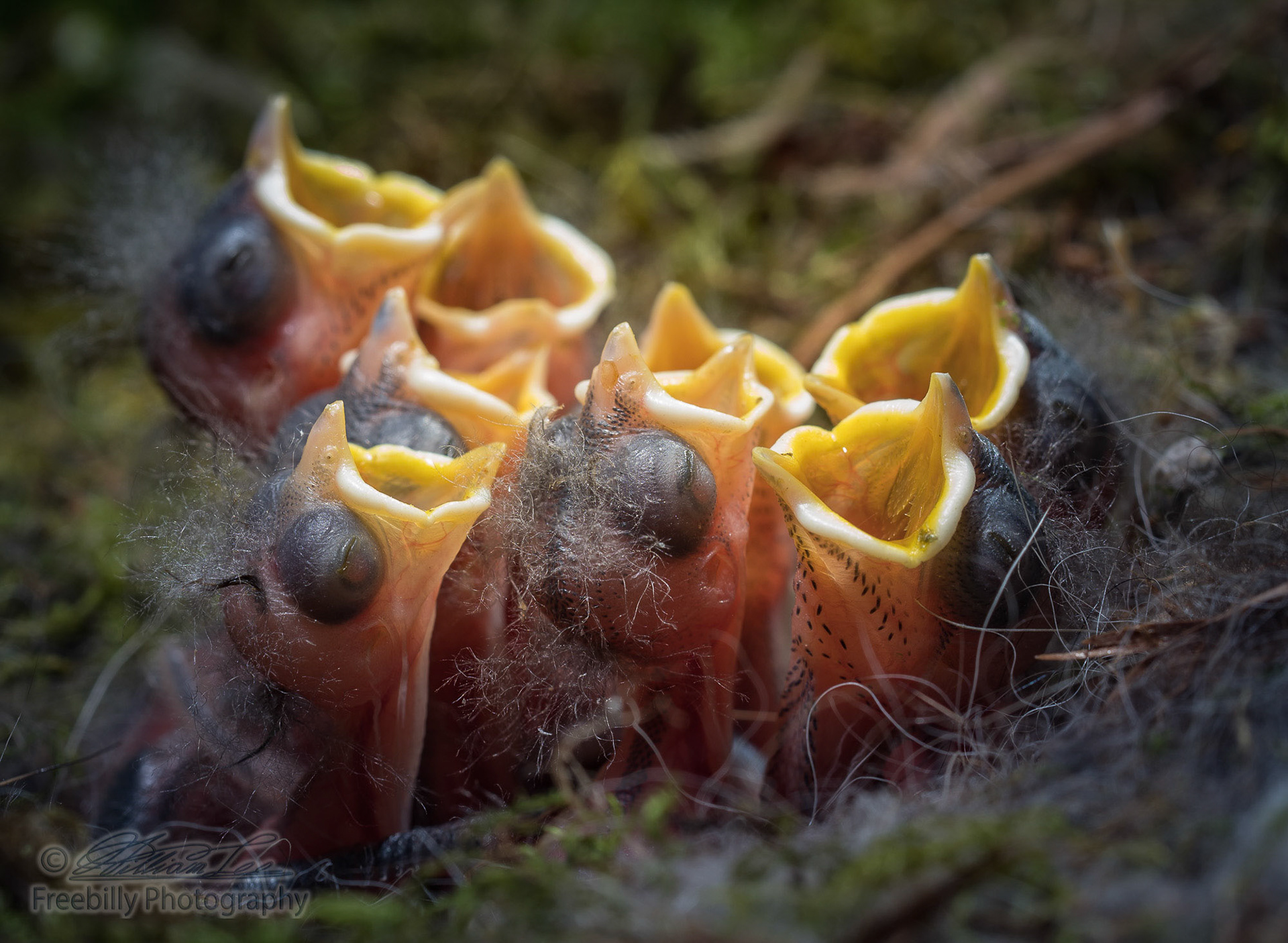 Eight new born baby chickadees open mouths.