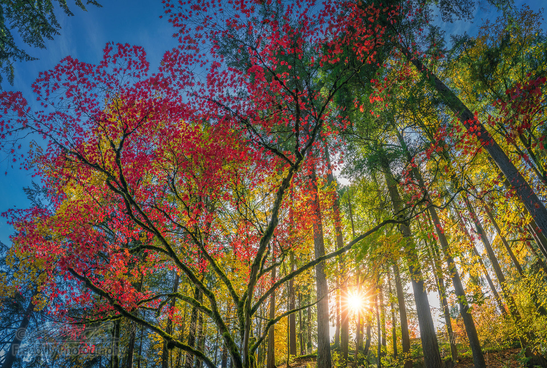 A Japanese maple in autumn colors with bright sun shining through the forest against the blue sky