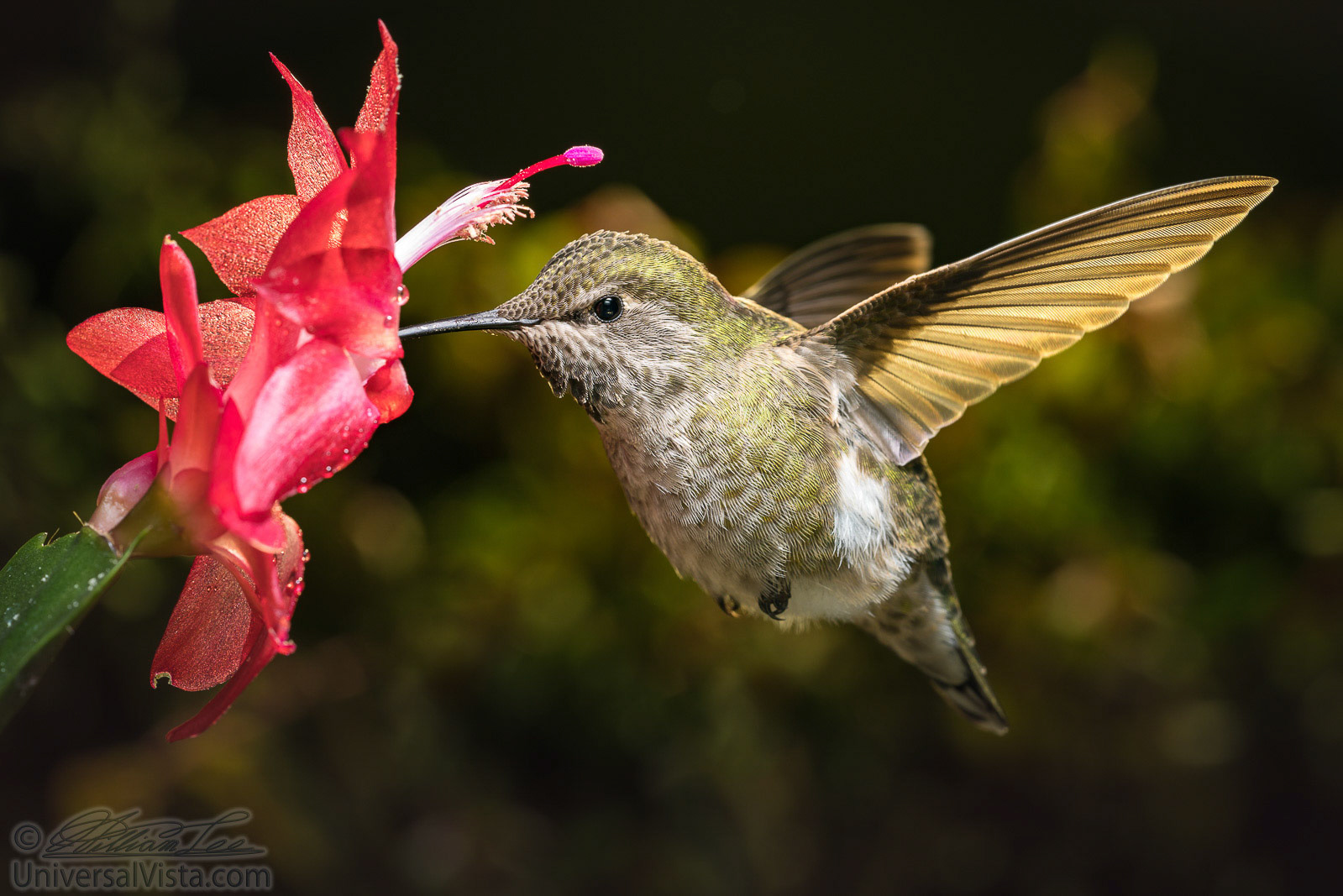 A high speed shot of a female hummingbird visits her favorite red flower